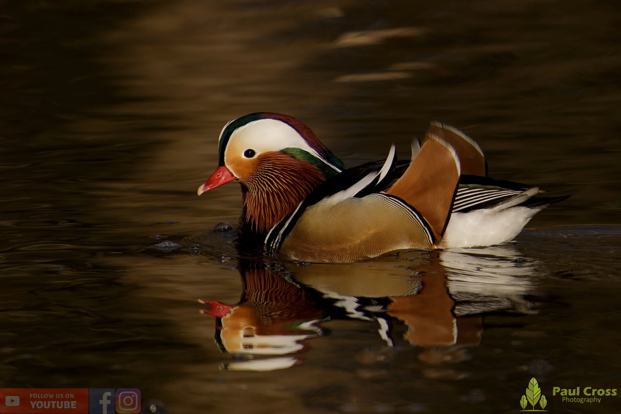 Mandarin Duck-00153.jpg