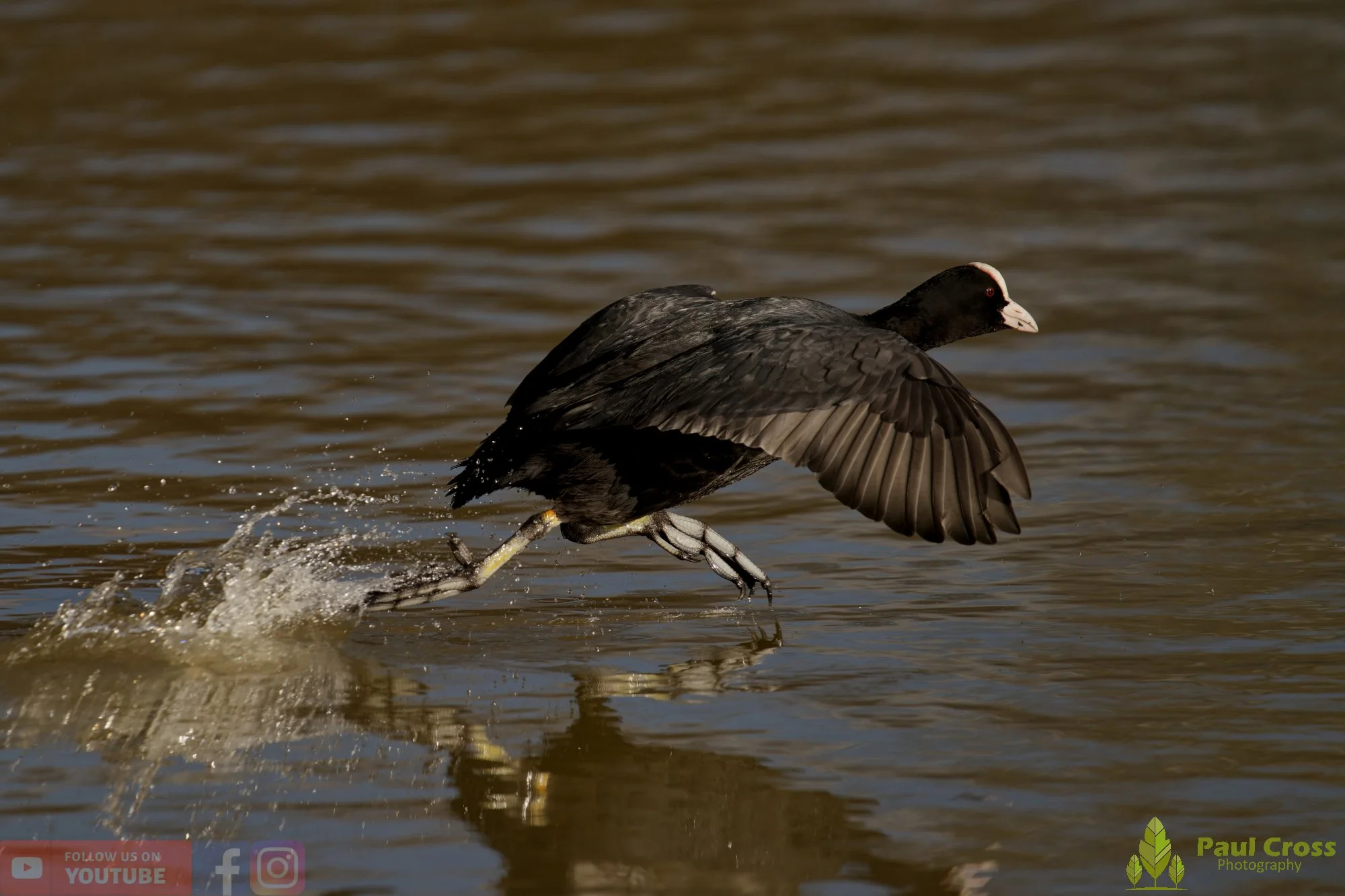 Coot-00592.jpg