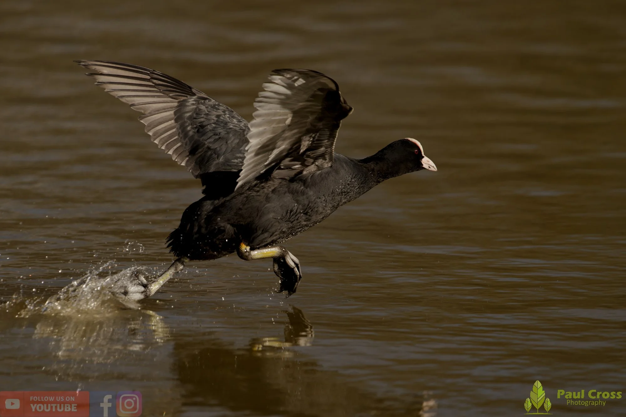 Coot-00593.jpg