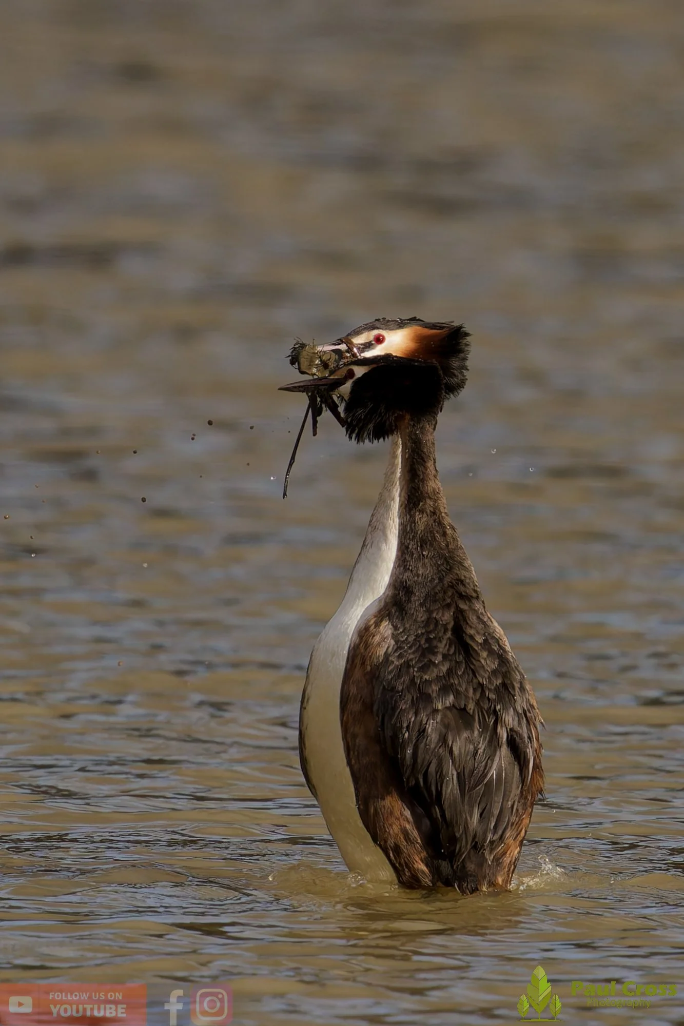 Great Crested Grebe-01059.jpg