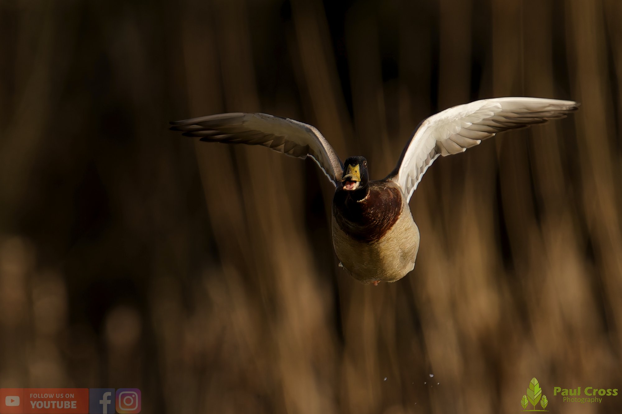 Mallard Duck-01212.jpg