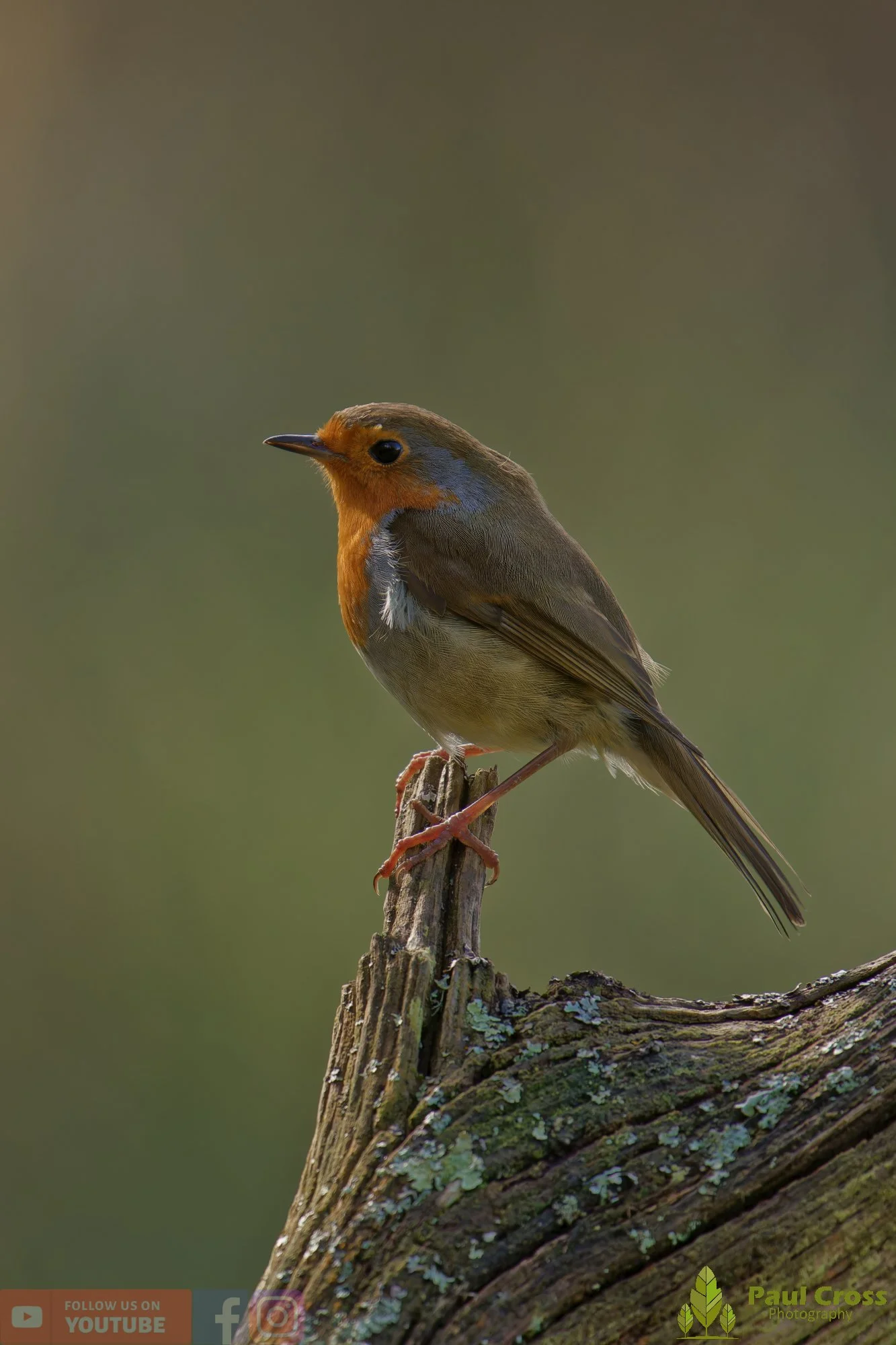 Robin-00303.jpg