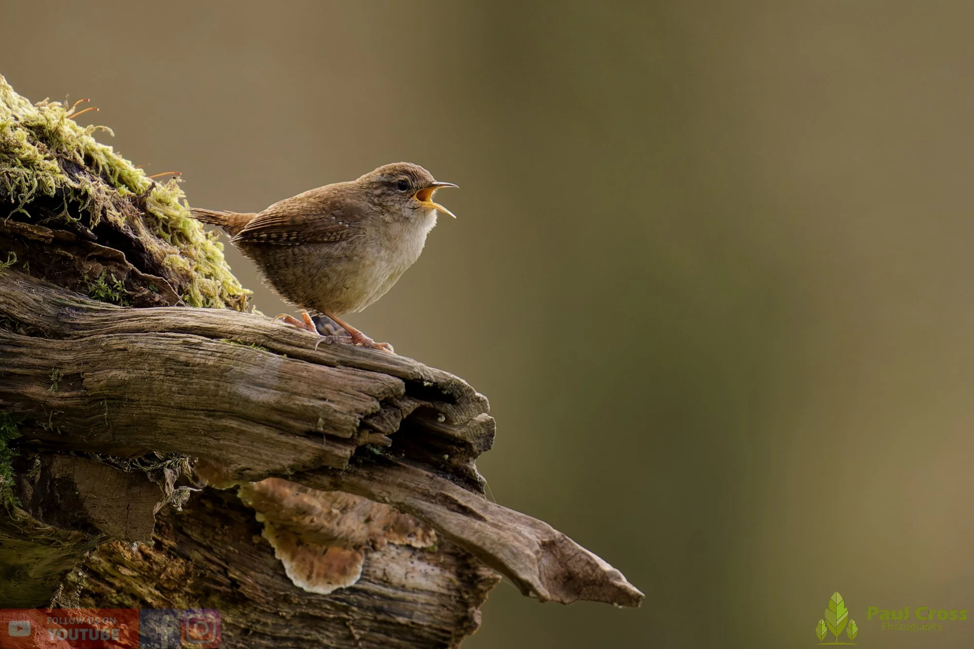 Wren-00587.jpg