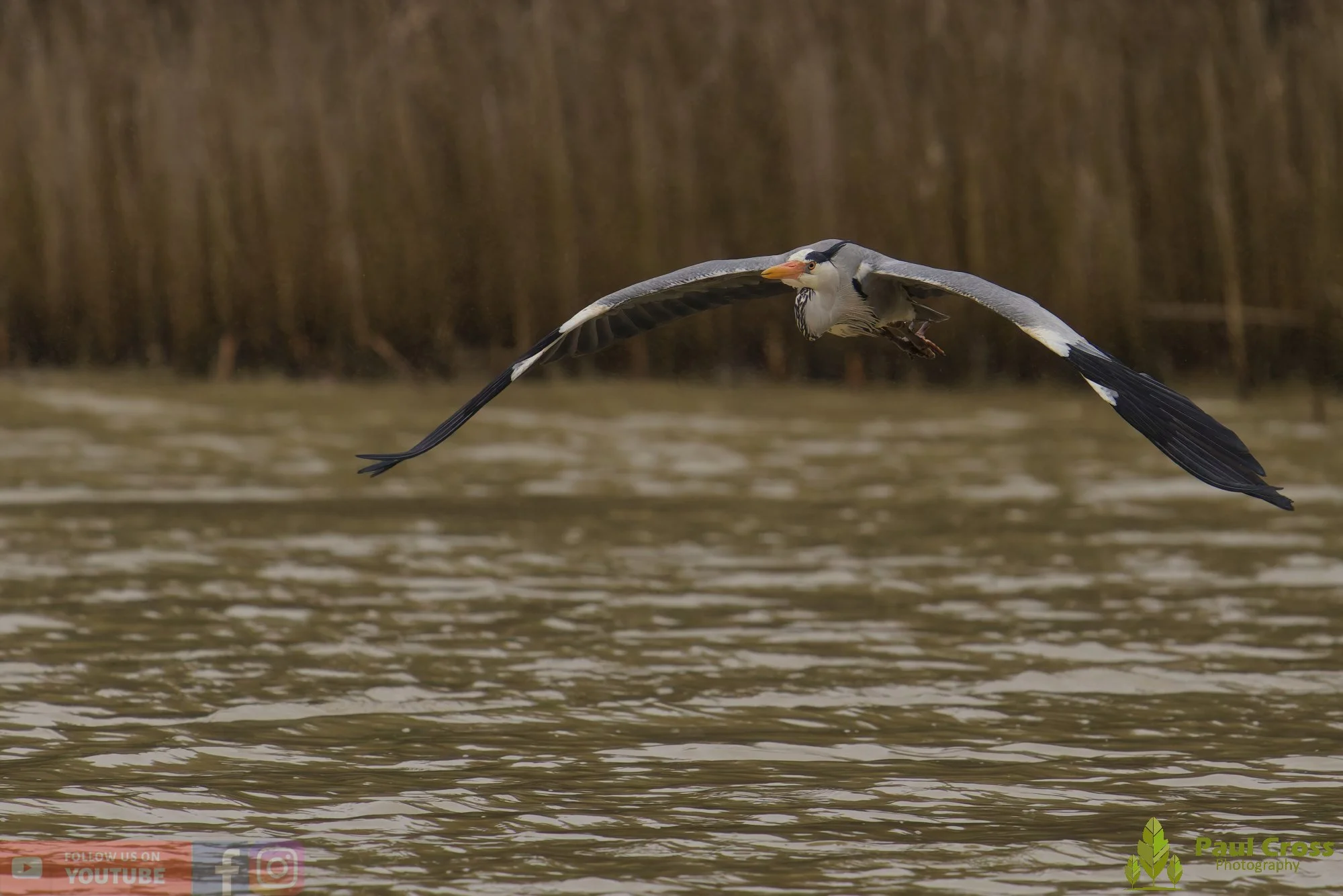 Grey Heron-00671.jpg