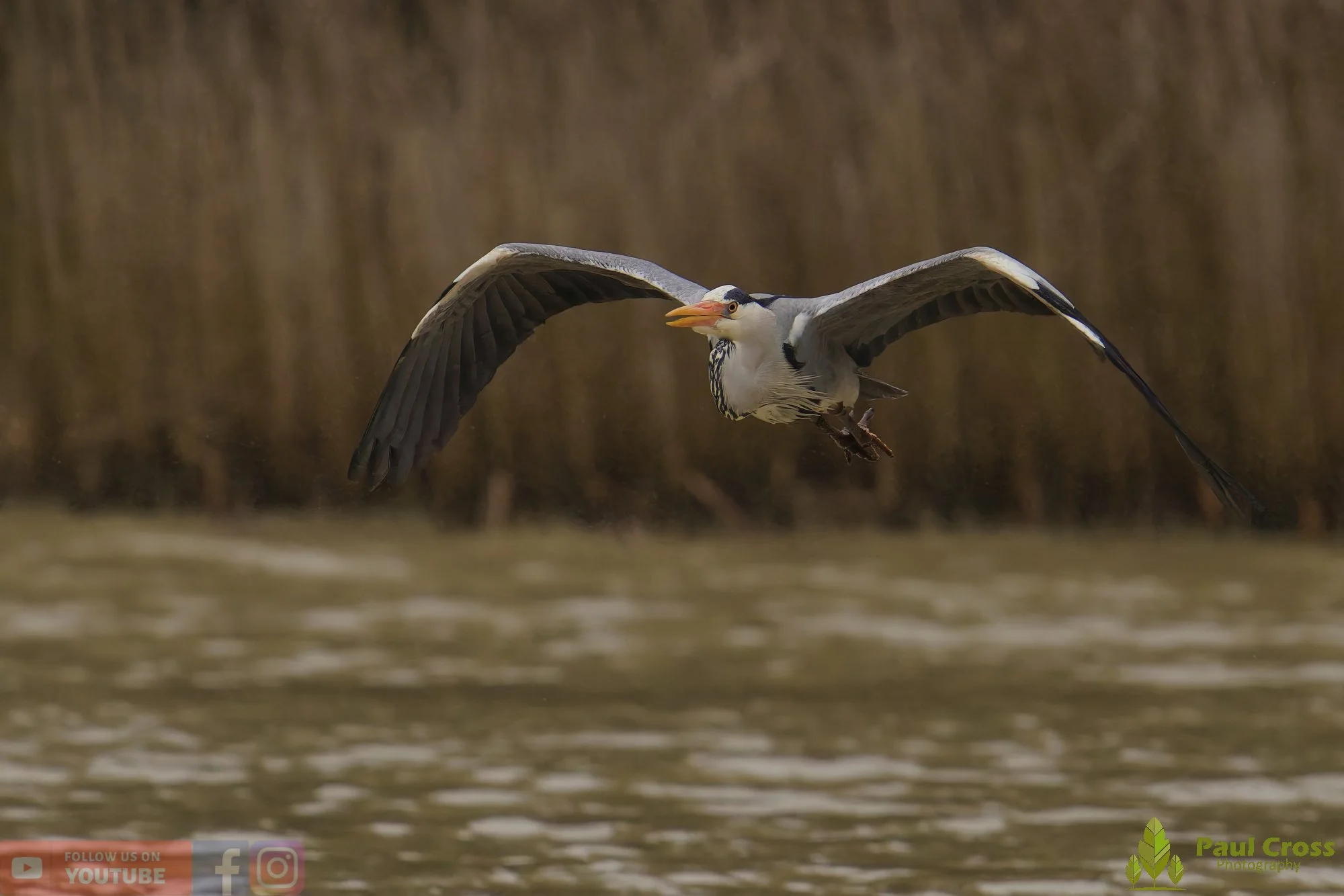 Grey Heron-00672.jpg