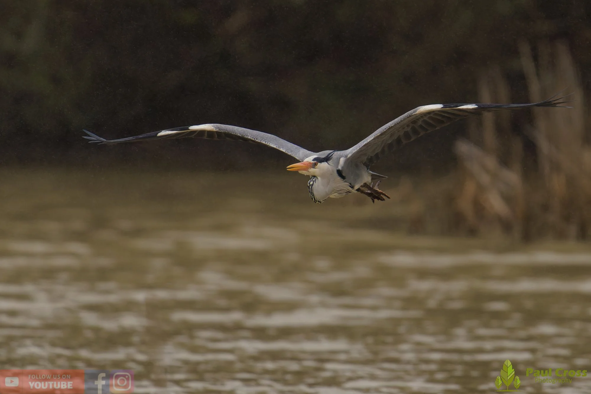 Grey Heron-00673.jpg