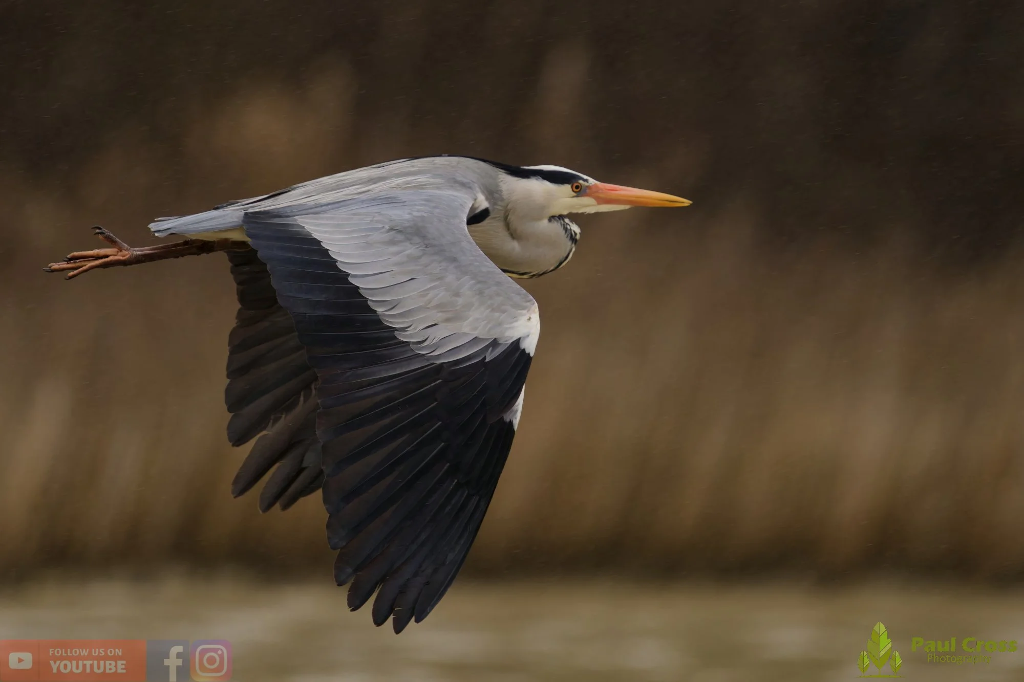 Grey Heron-00674.jpg