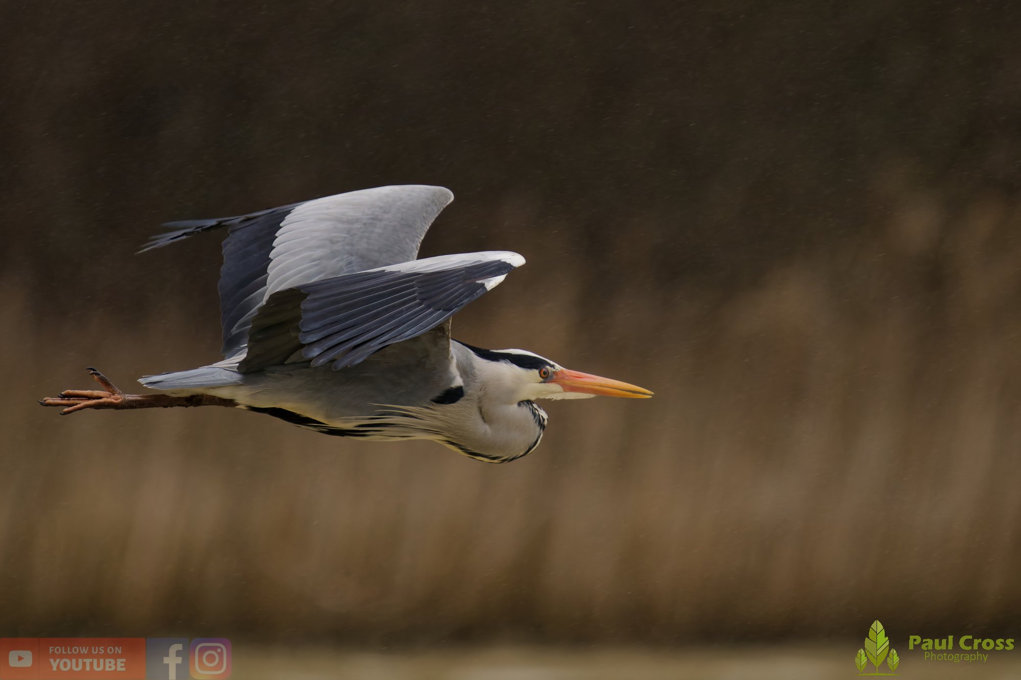 Grey Heron-00675.jpg