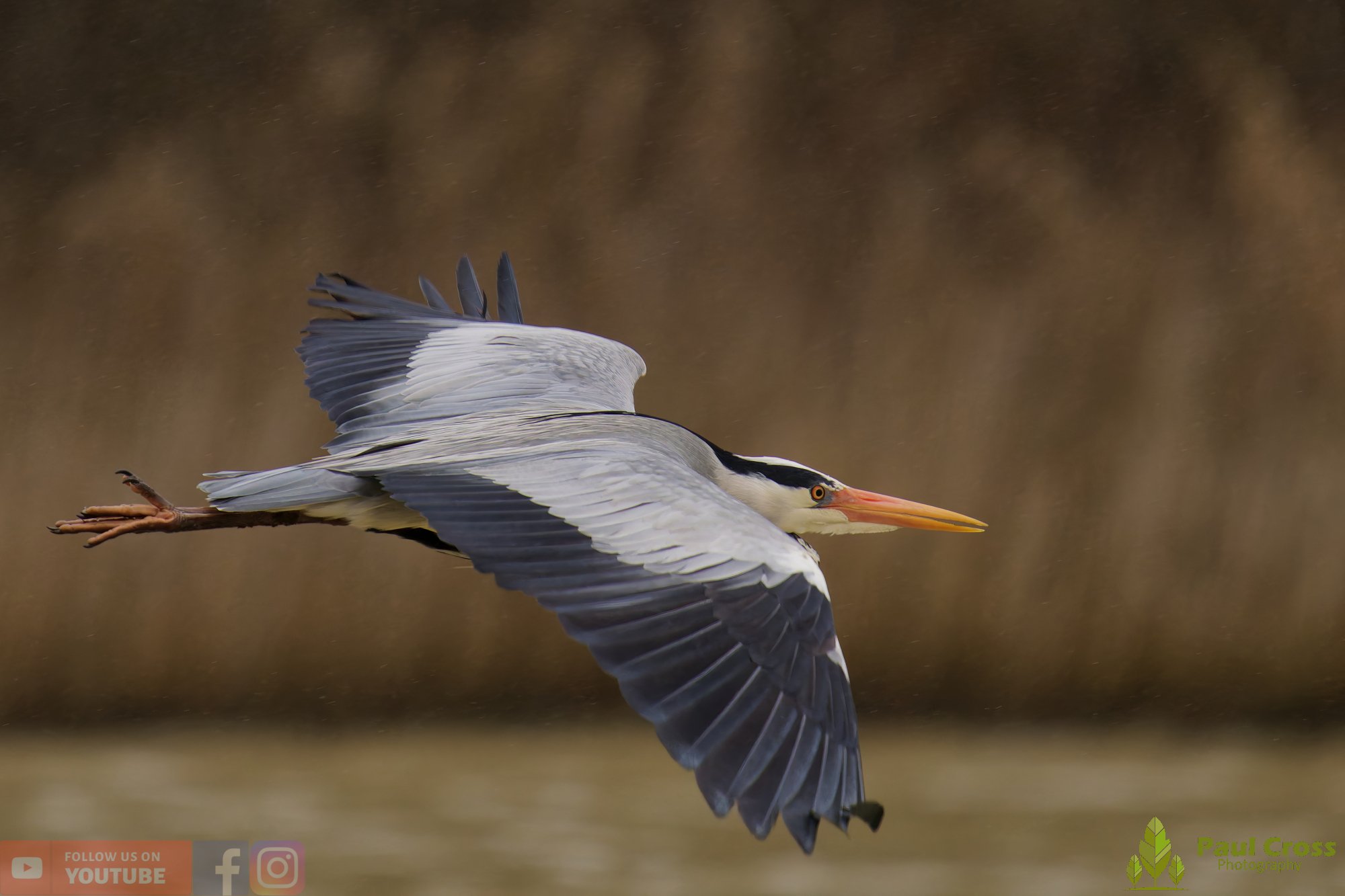 Grey Heron-00676.jpg