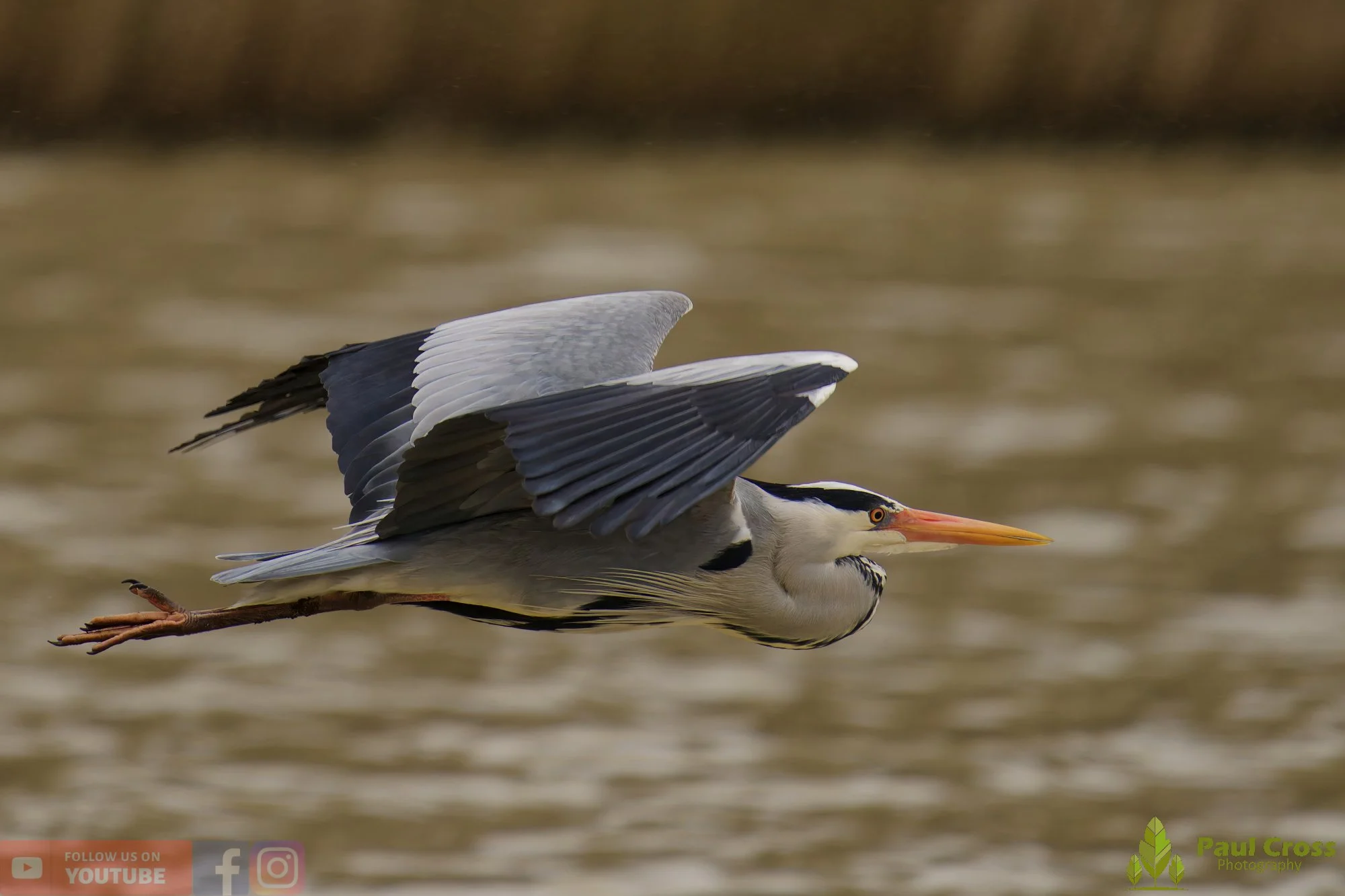 Grey Heron-00677.jpg
