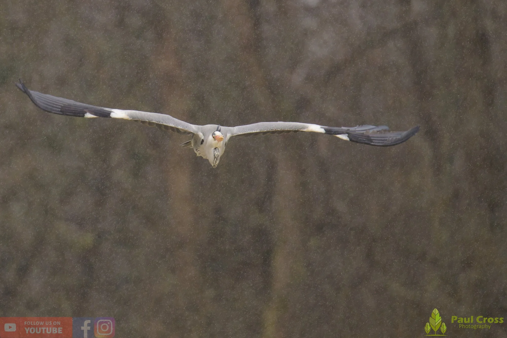 Grey Heron-00678.jpg