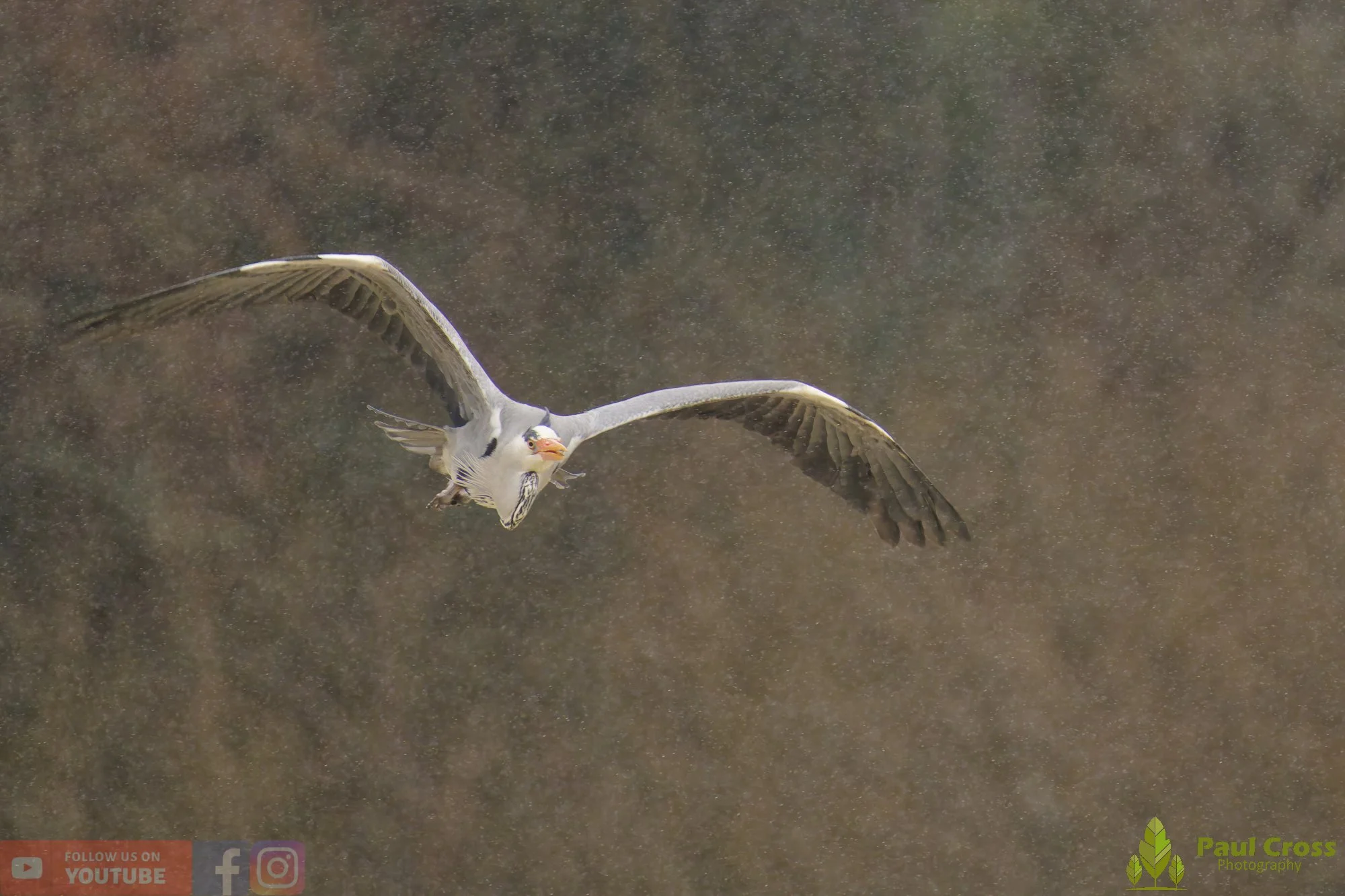 Grey Heron-00679.jpg
