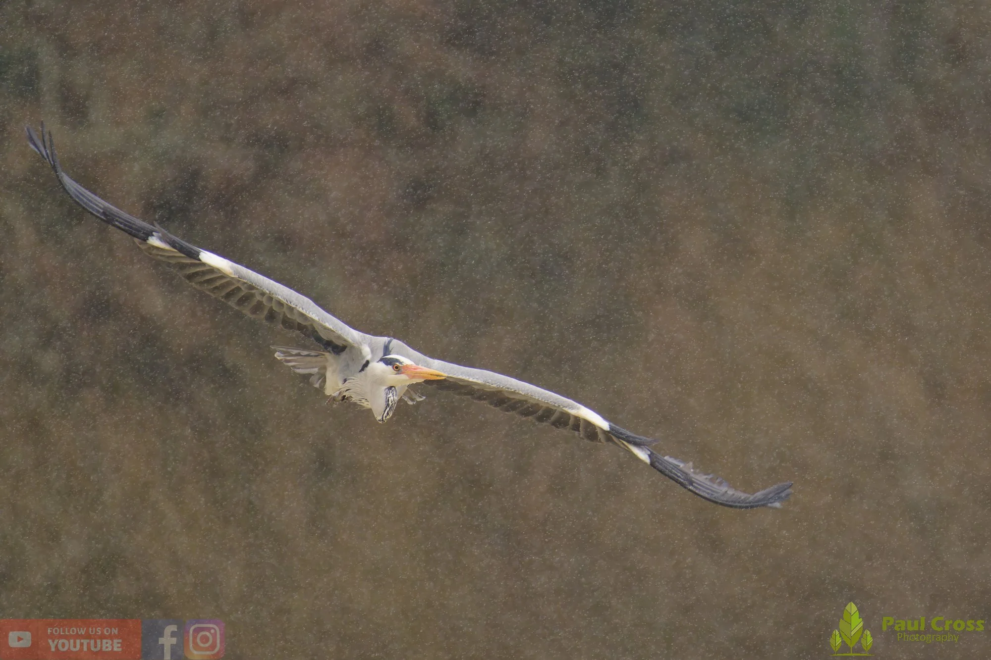 Grey Heron-00680.jpg