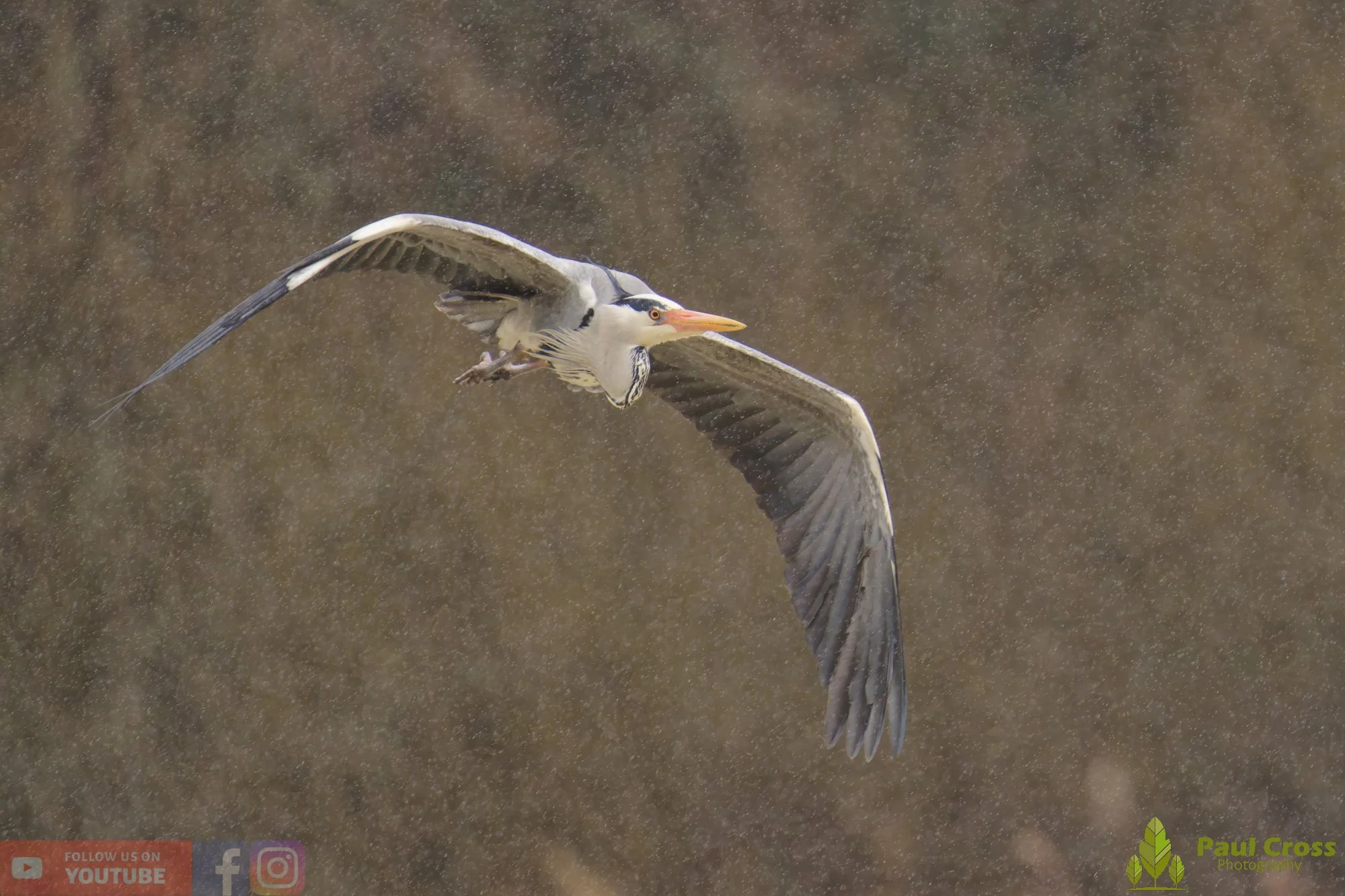 Grey Heron-00681.jpg