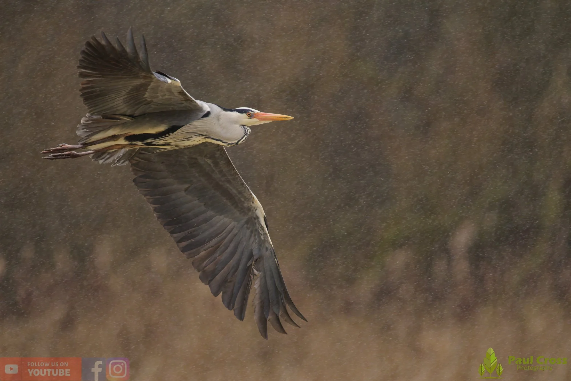 Grey Heron-00683.jpg