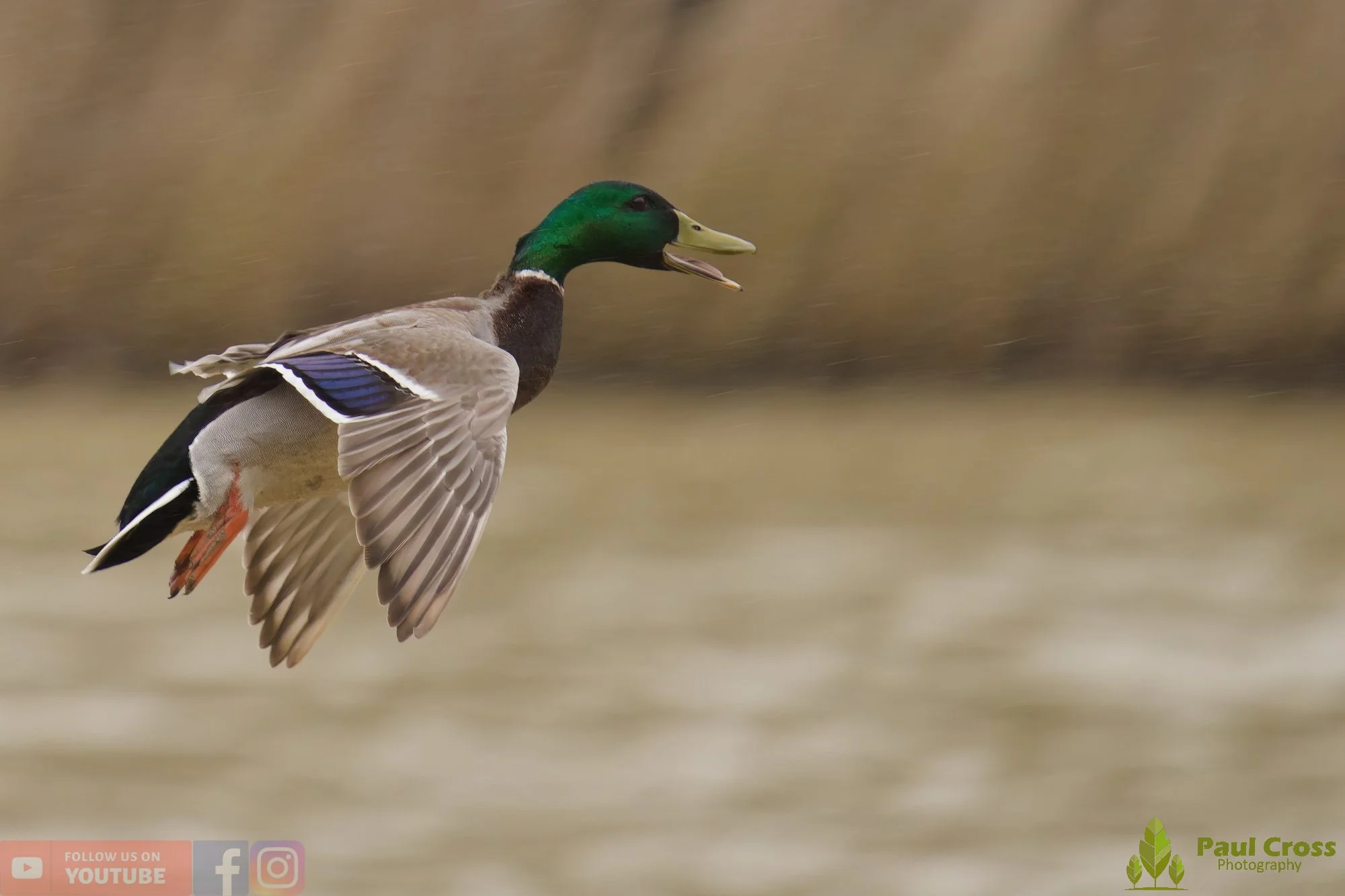 Mallard Duck-01214.jpg