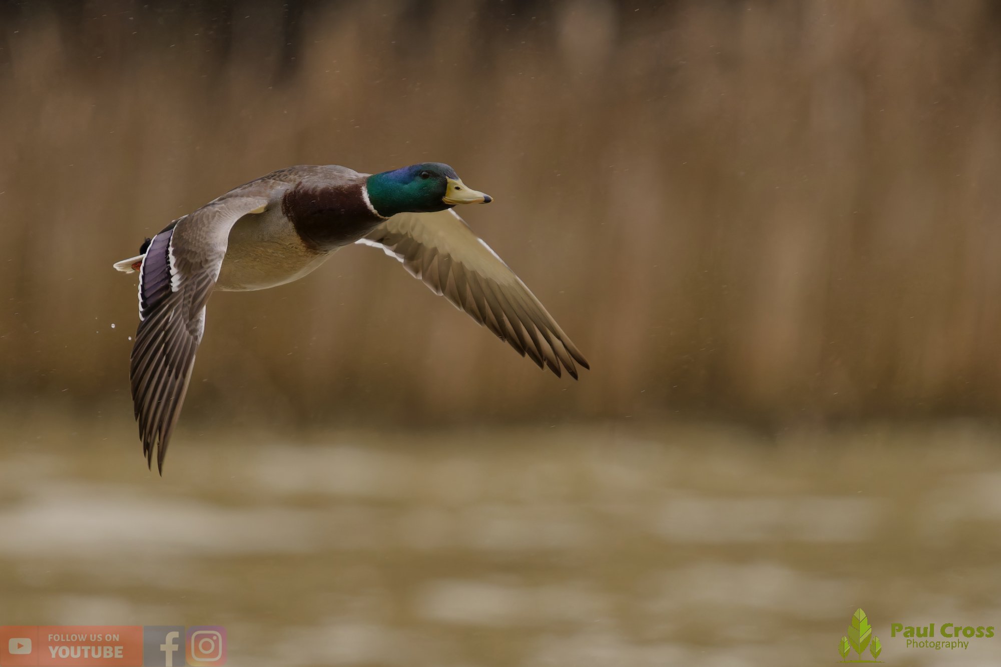 Mallard Duck-01215.jpg