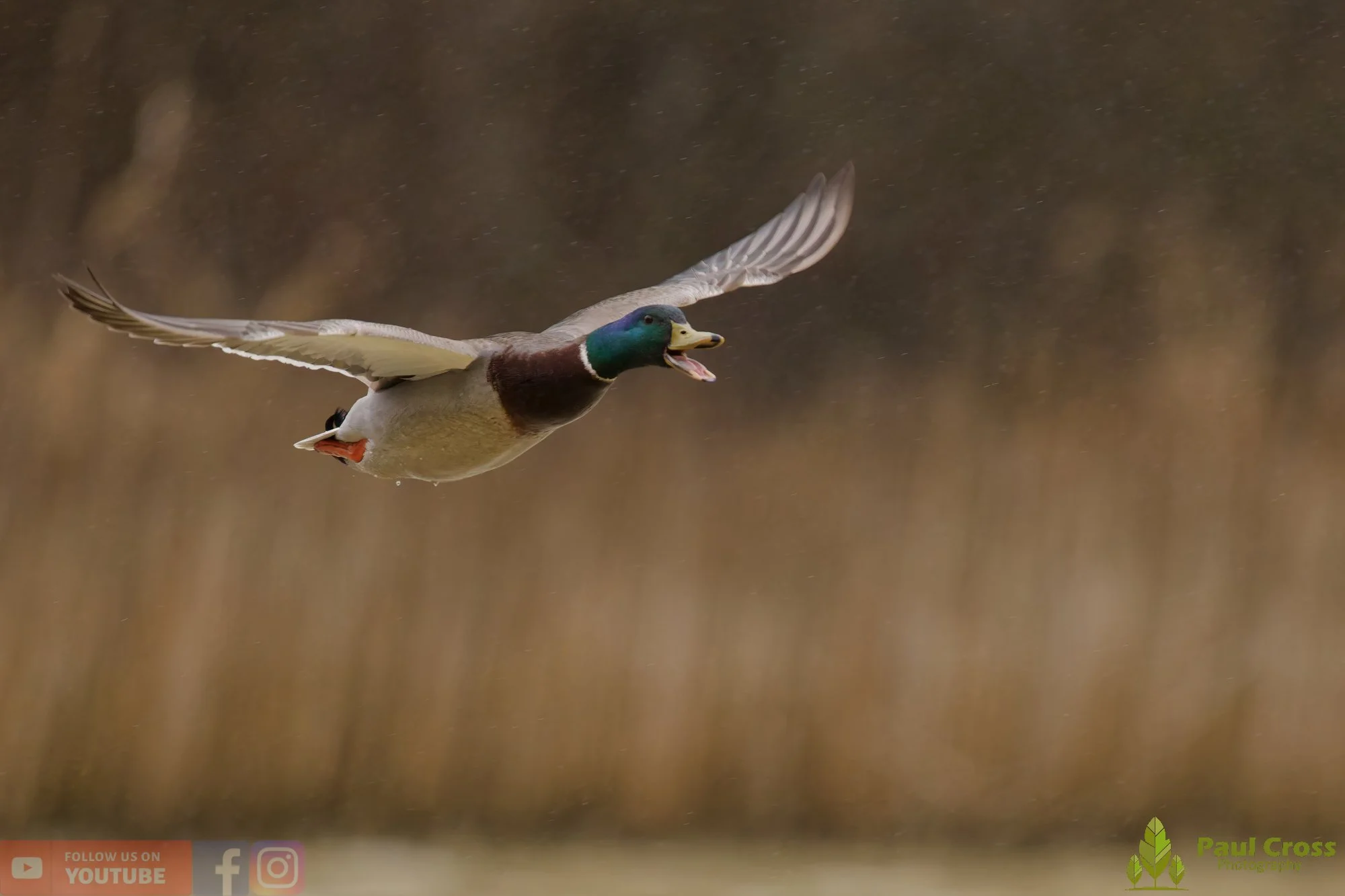 Mallard Duck-01217.jpg