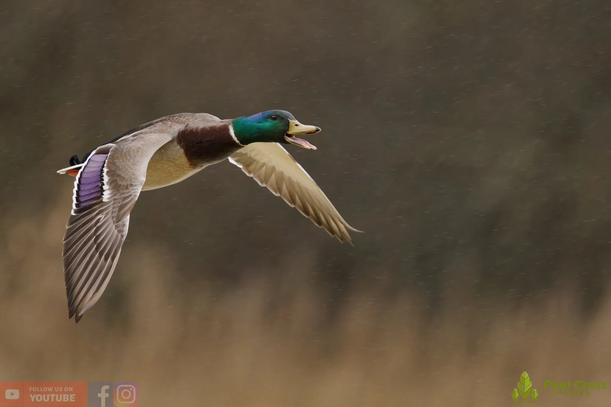 Mallard Duck-01218.jpg