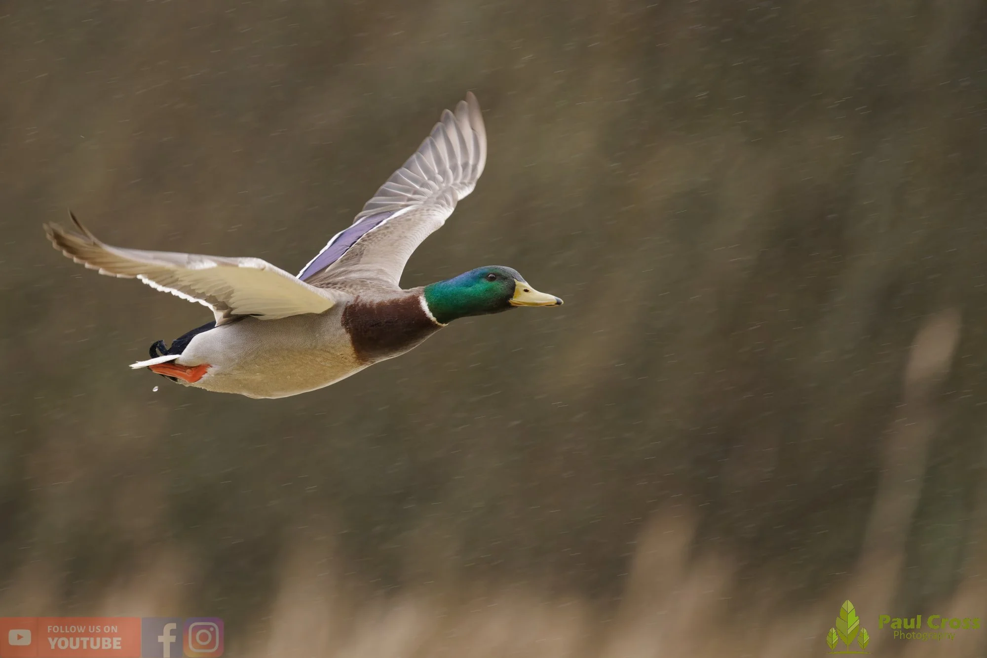 Mallard Duck-01219.jpg