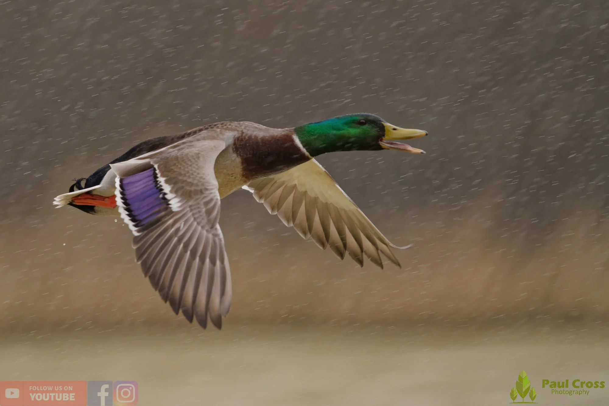 Mallard Duck-01224.jpg