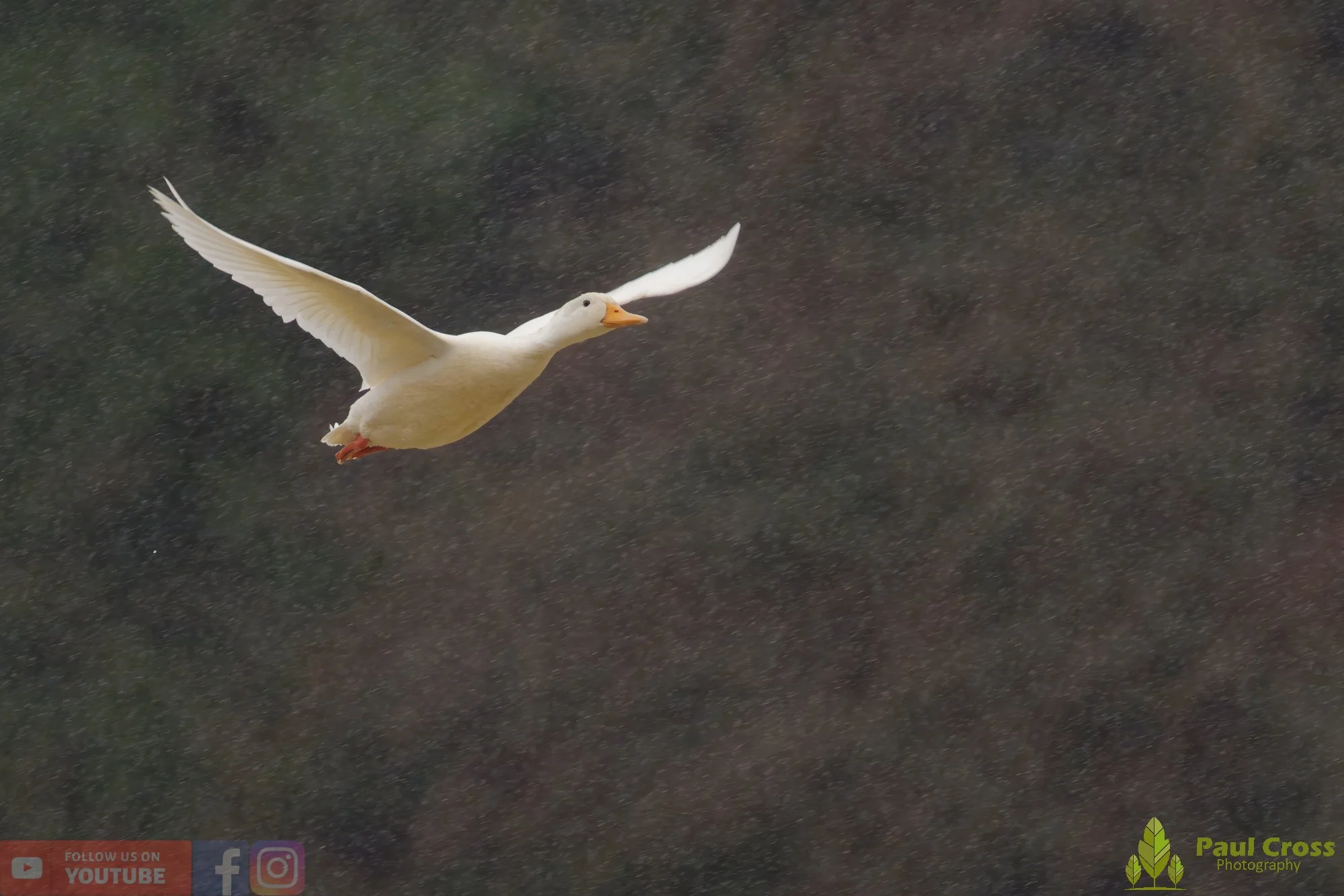 Aylesbury Duck-00035.jpg