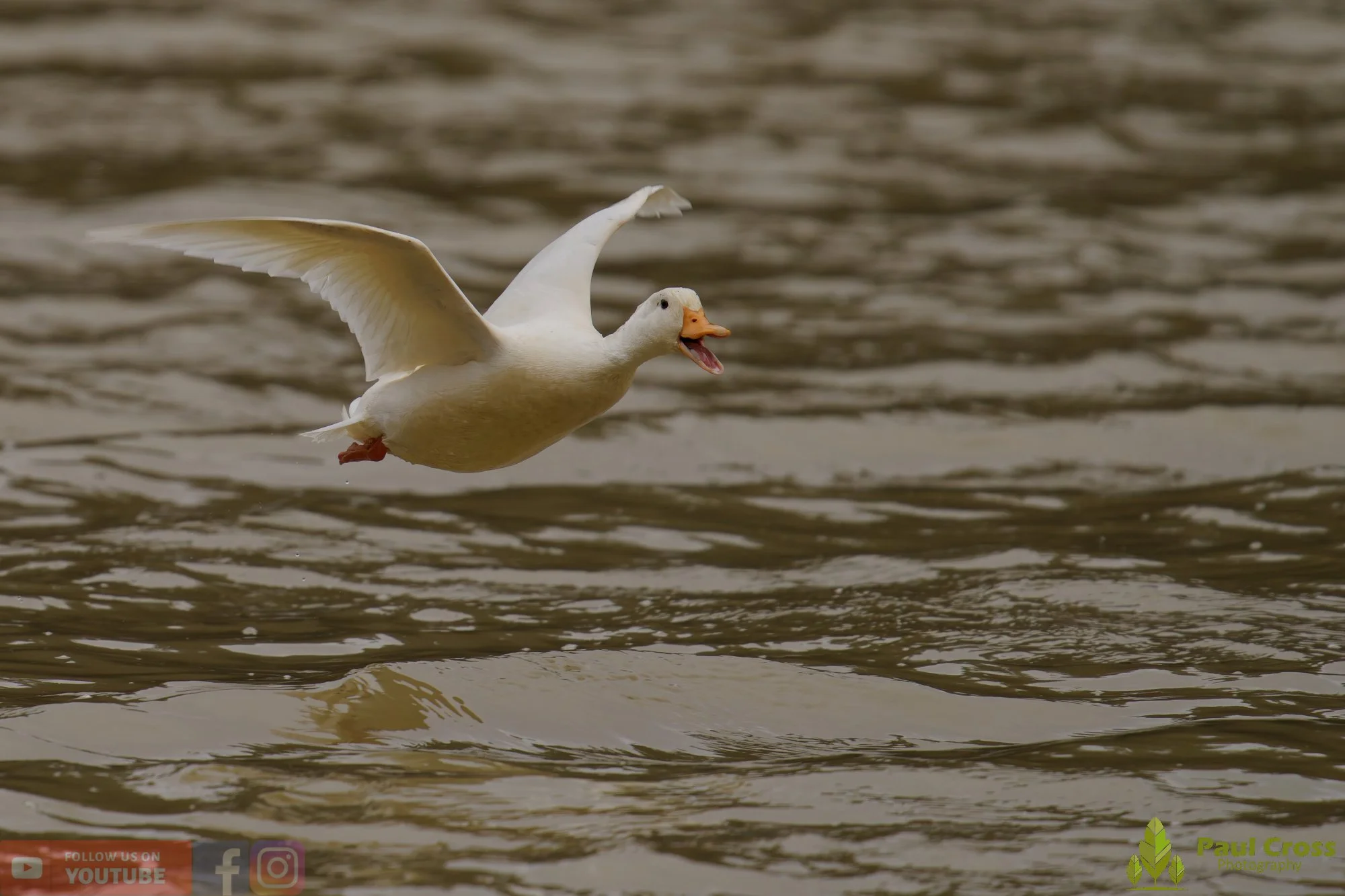 Aylesbury Duck-00034.jpg