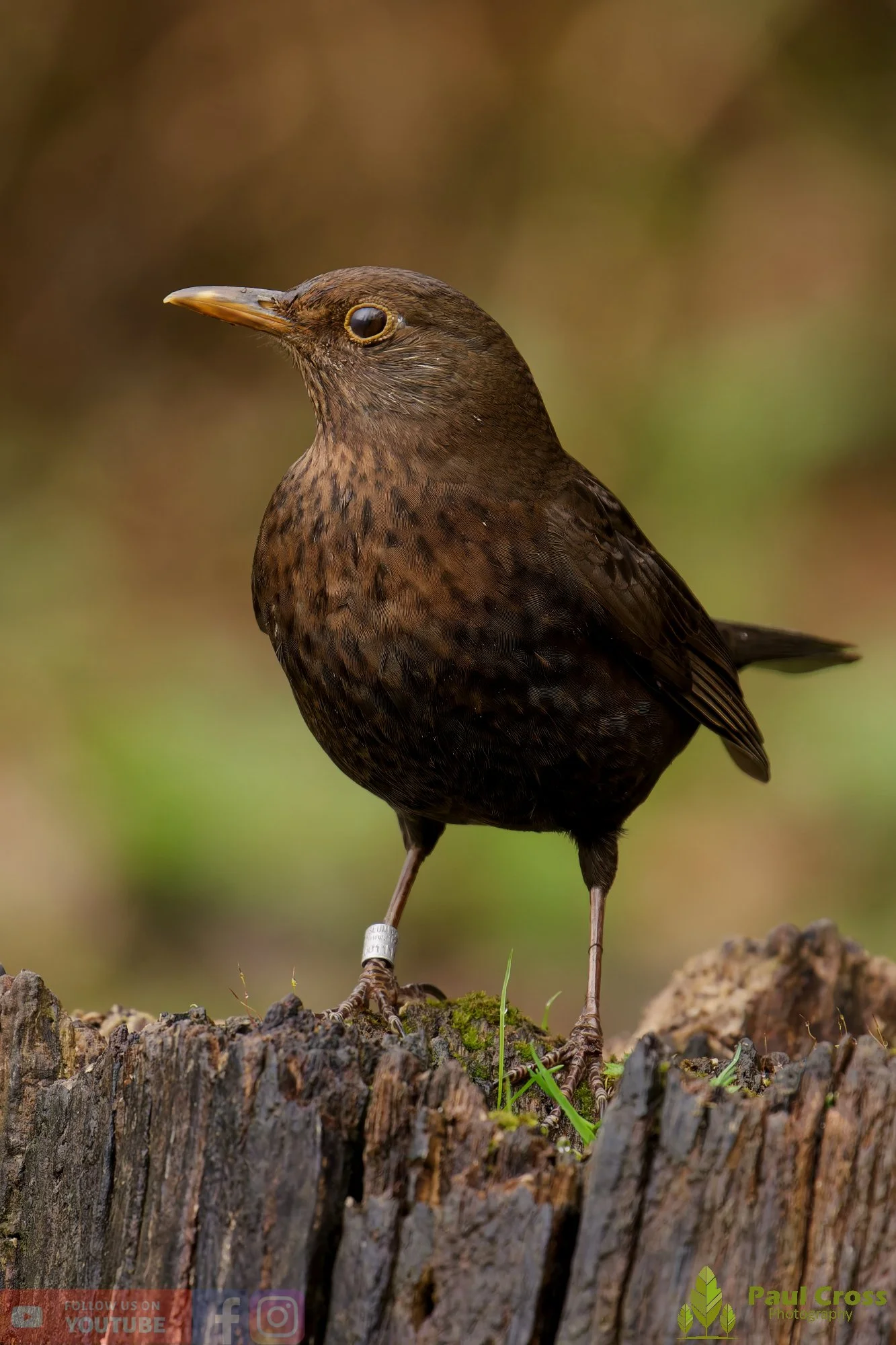 Blackbird-00084.jpg