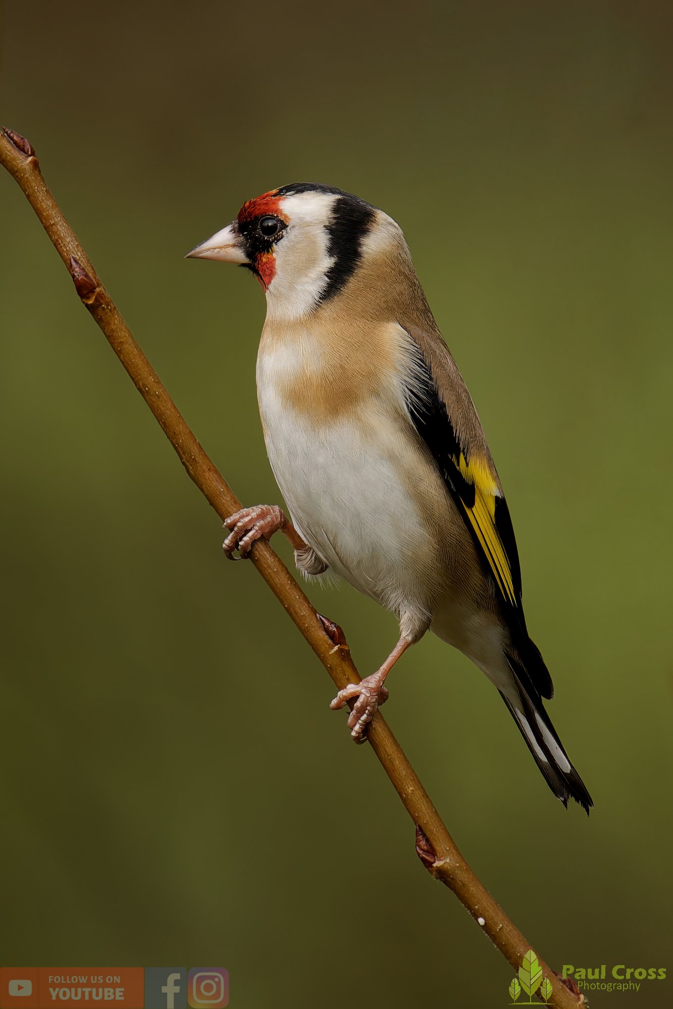 Goldfinch-00334.jpg
