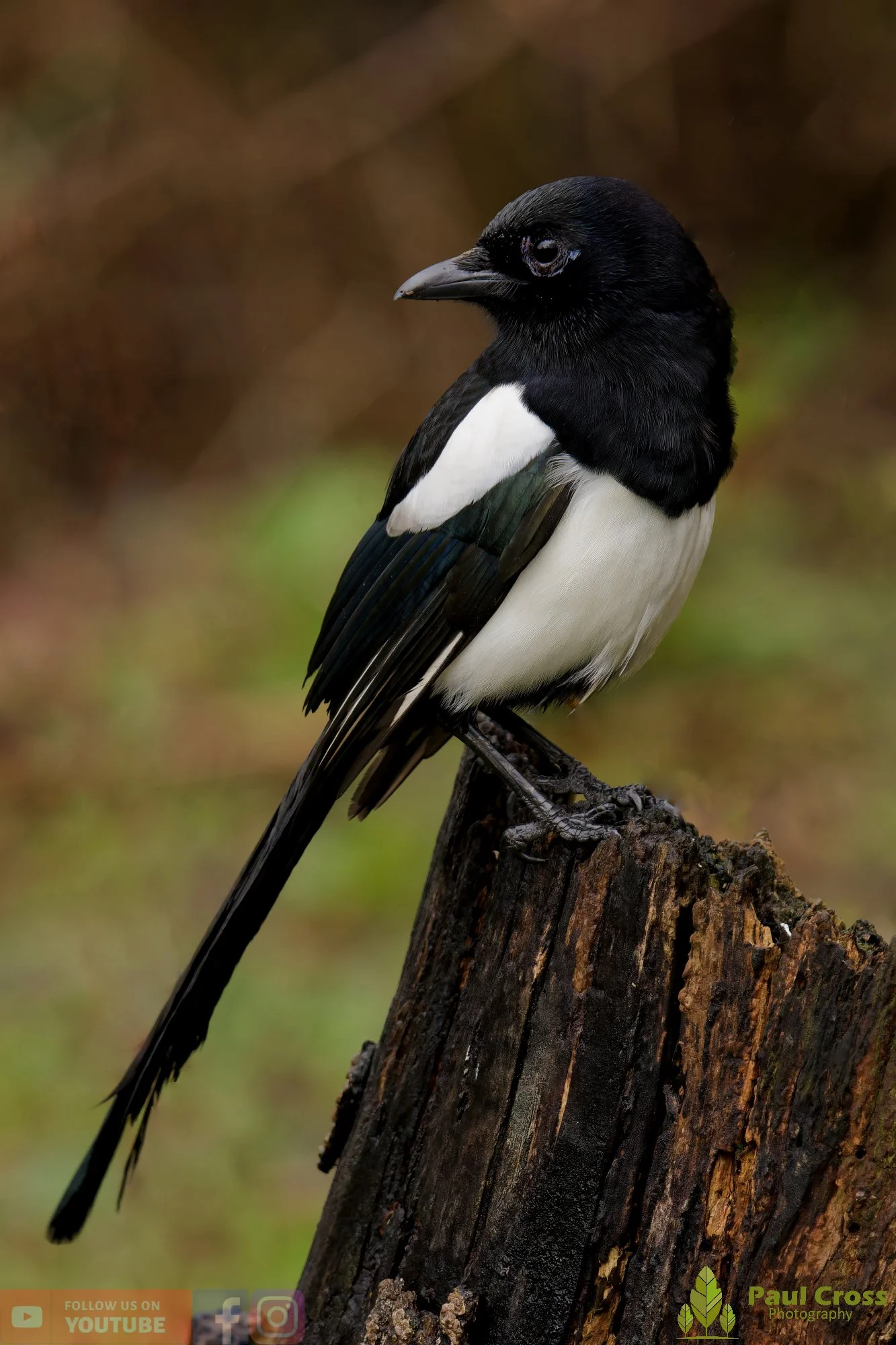Magpie-00089.jpg