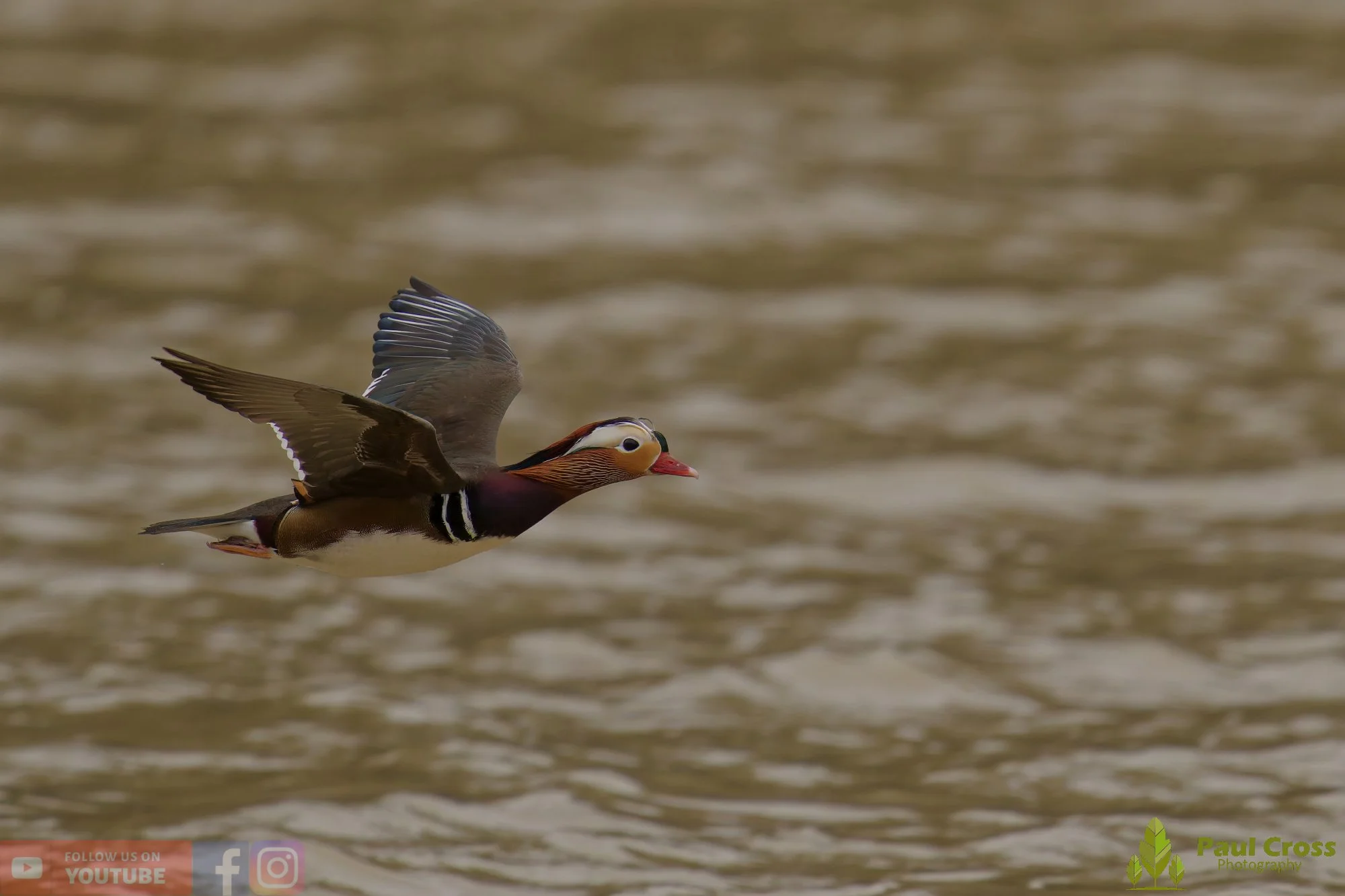 Mandarin Duck-00154.jpg