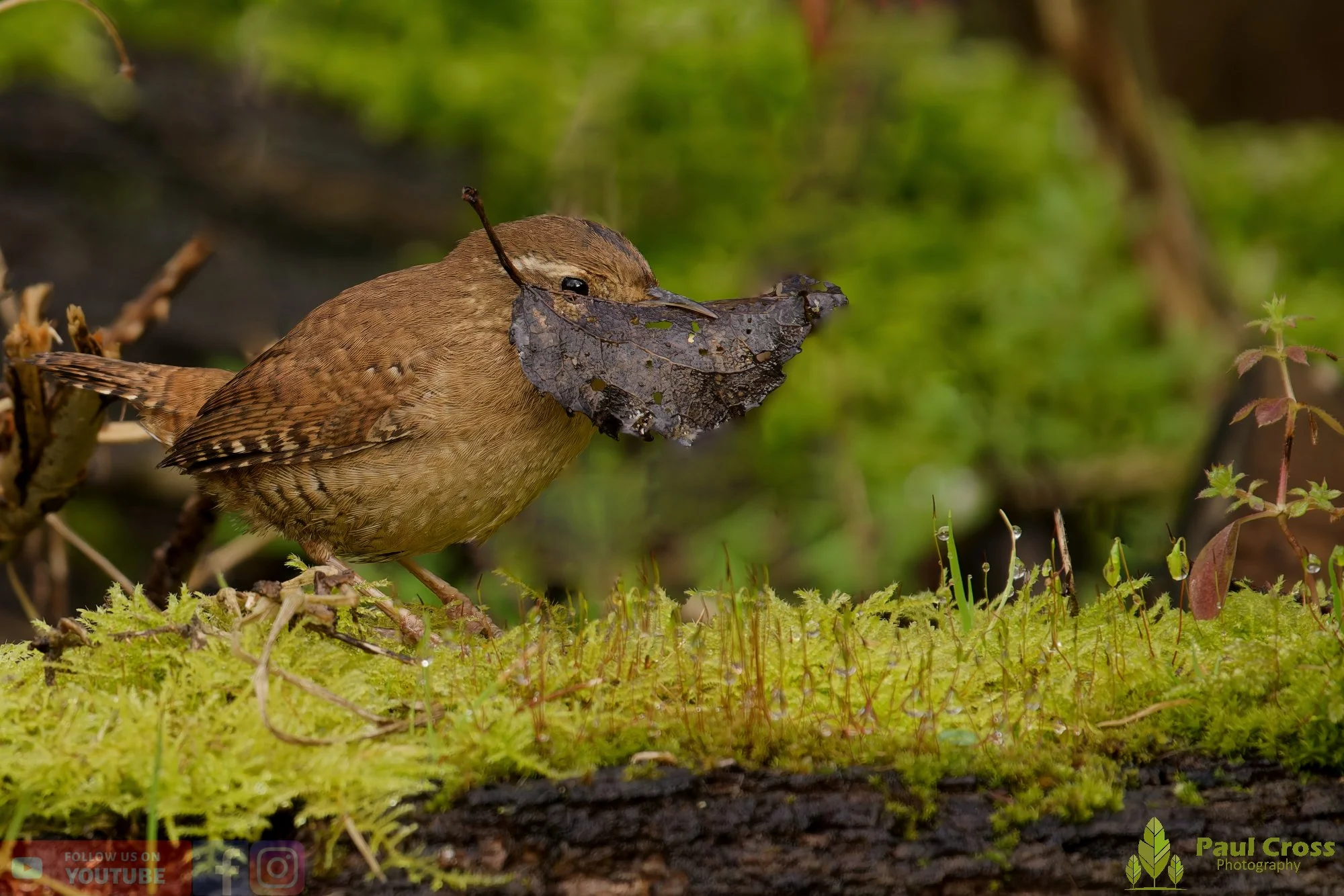 Wren-00588.jpg