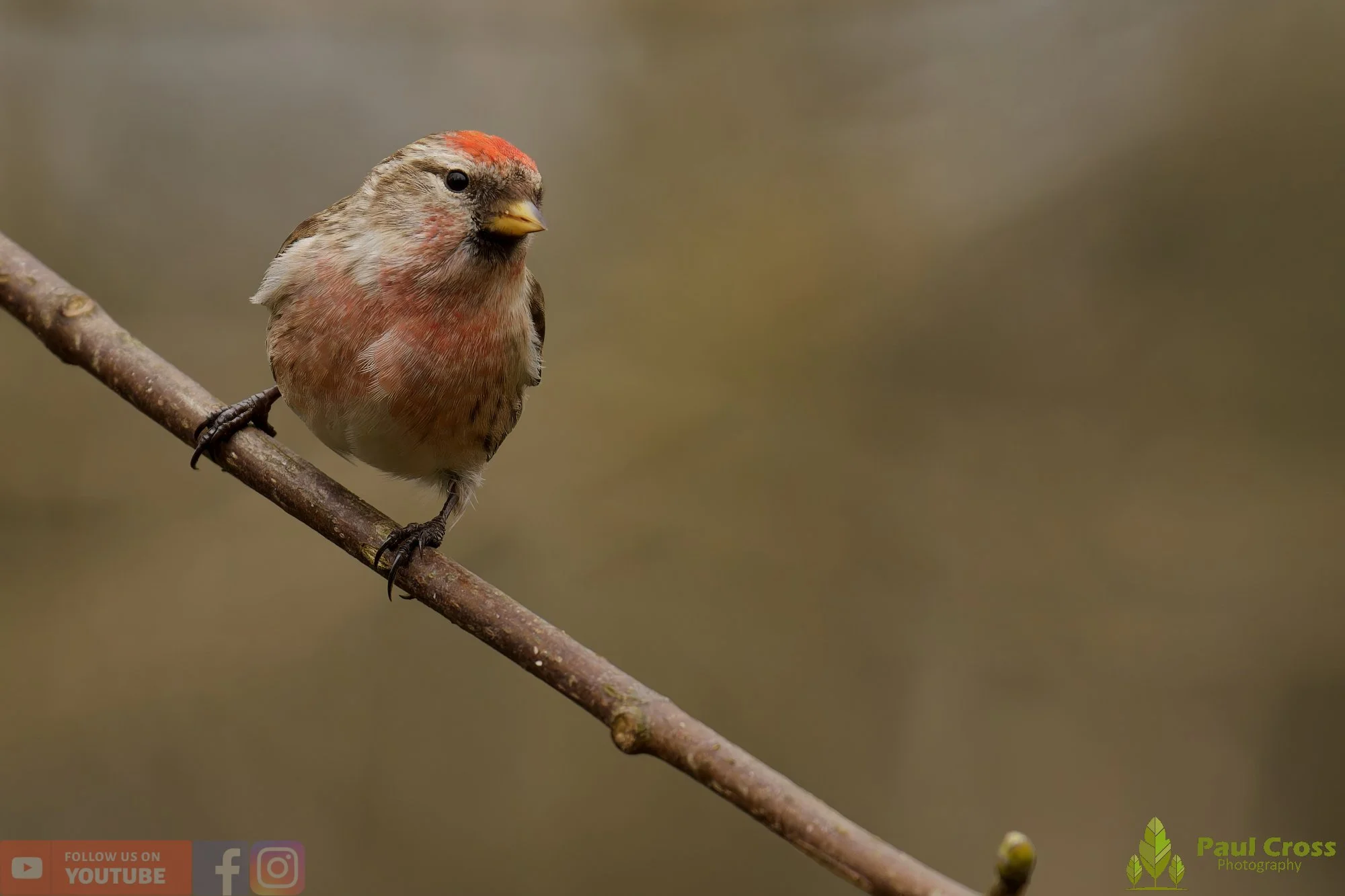 Common Redpoll-00195.jpg