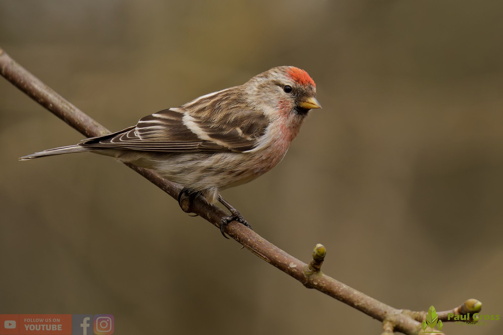 Common Redpoll-00196.jpg