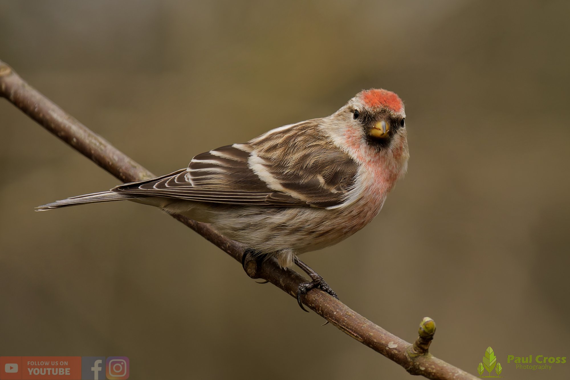 Common Redpoll-00197.jpg