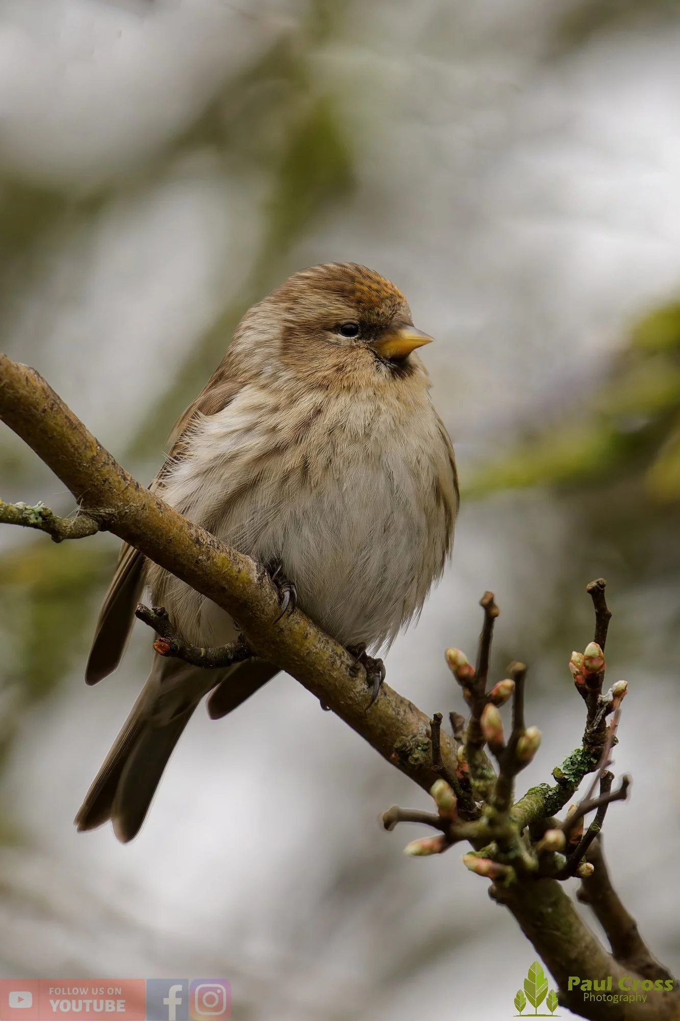 Common Redpoll-00199.jpg