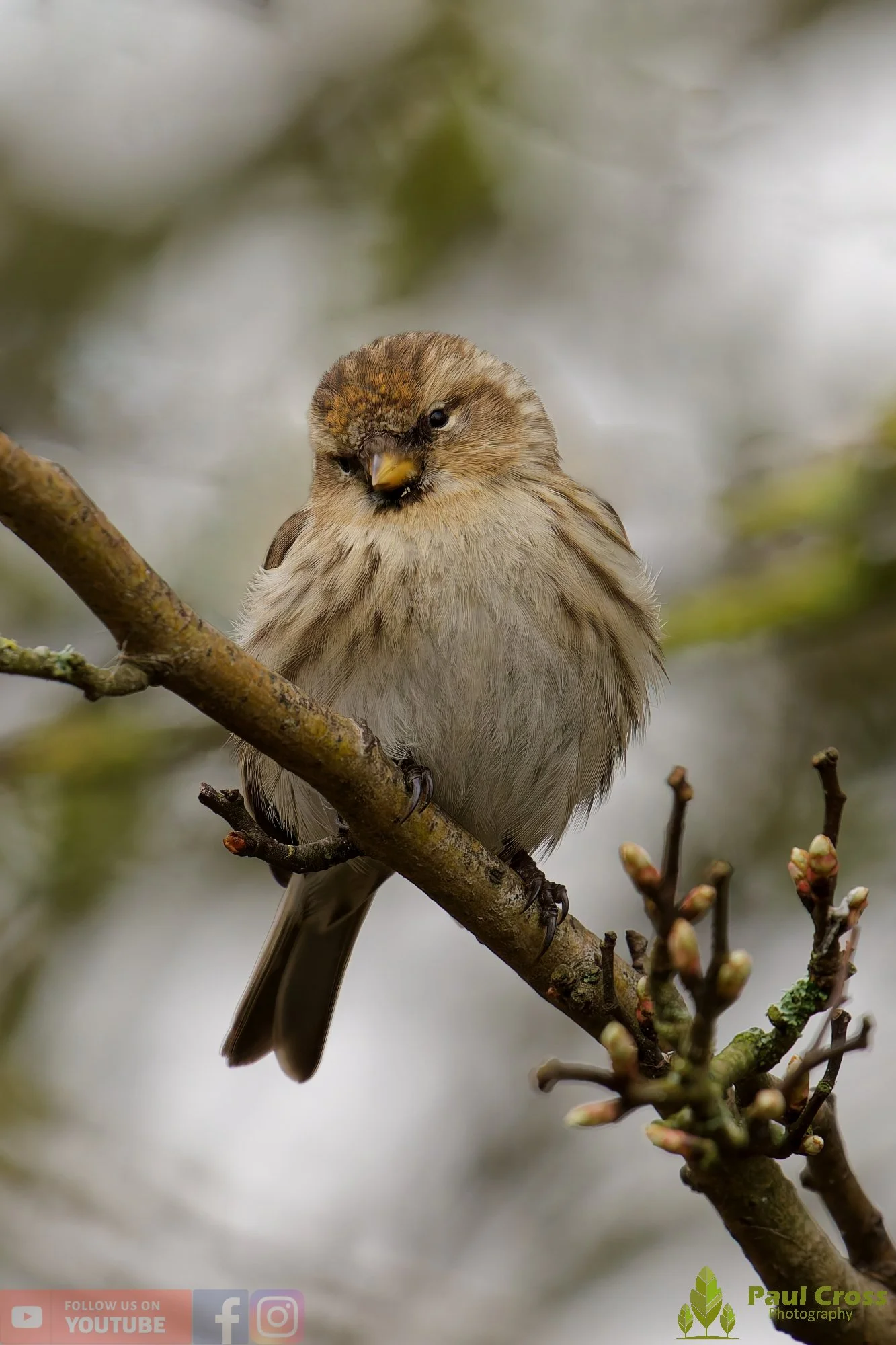 Common Redpoll-00201.jpg