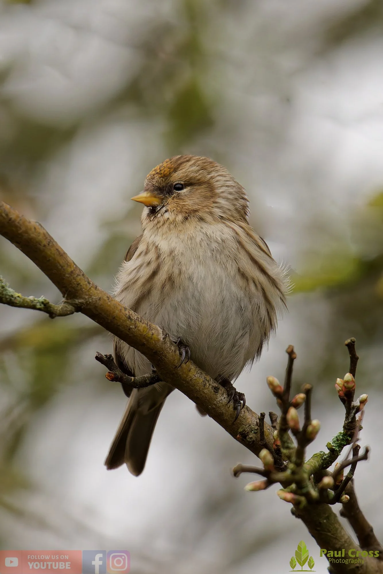Common Redpoll-00202.jpg