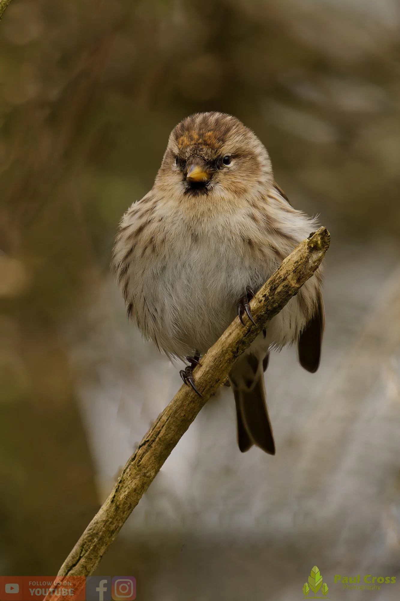 Common Redpoll-00203.jpg