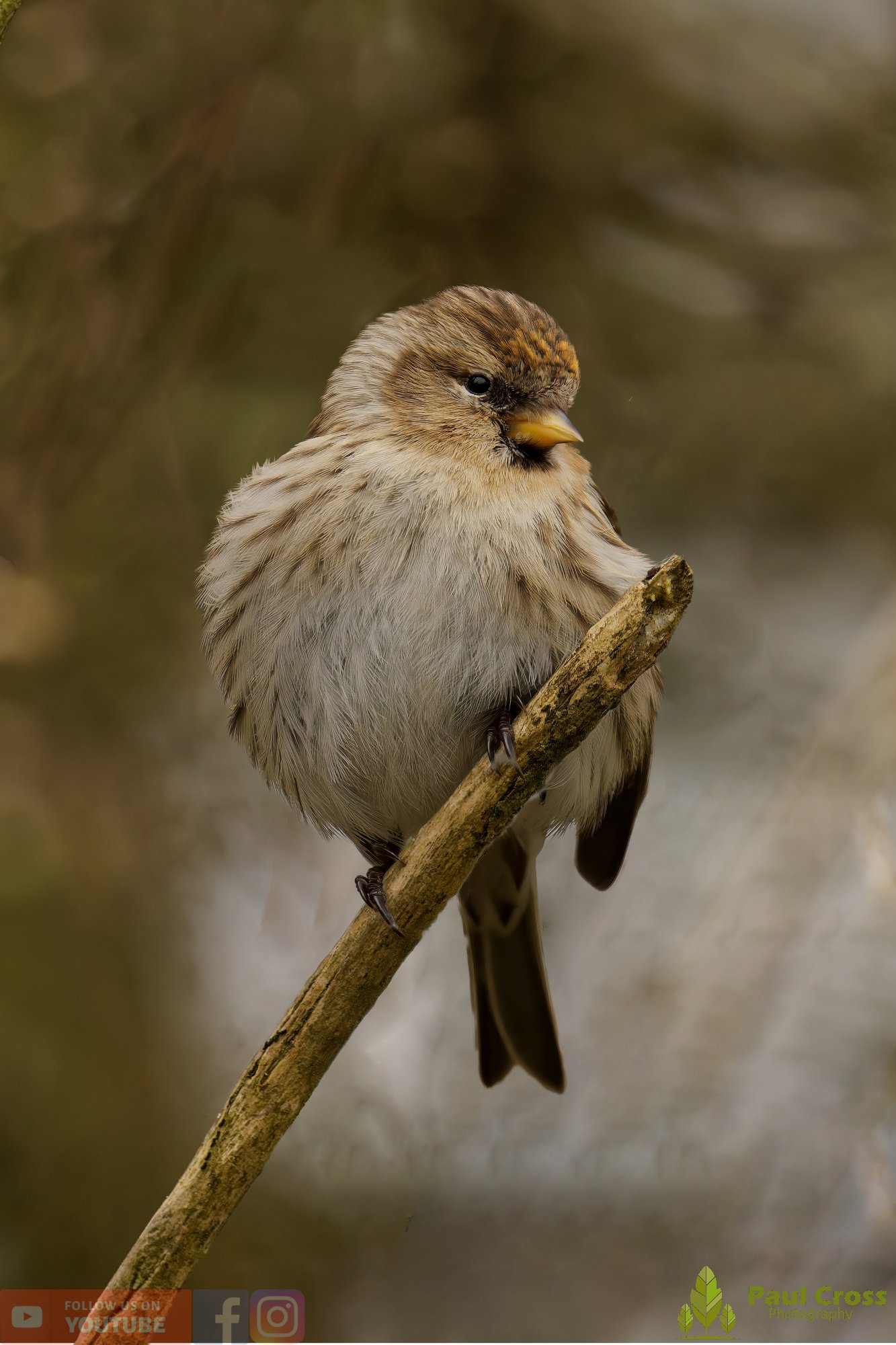 Common Redpoll-00204.jpg