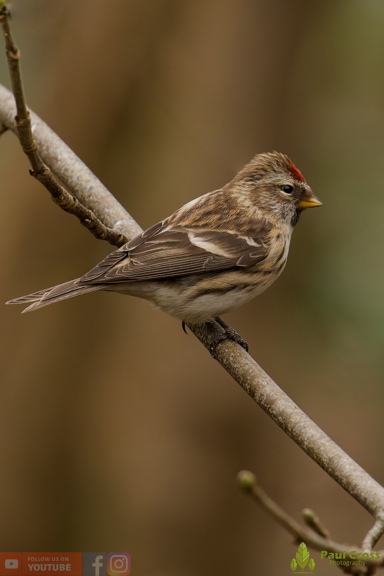 Common Redpoll-00205.jpg