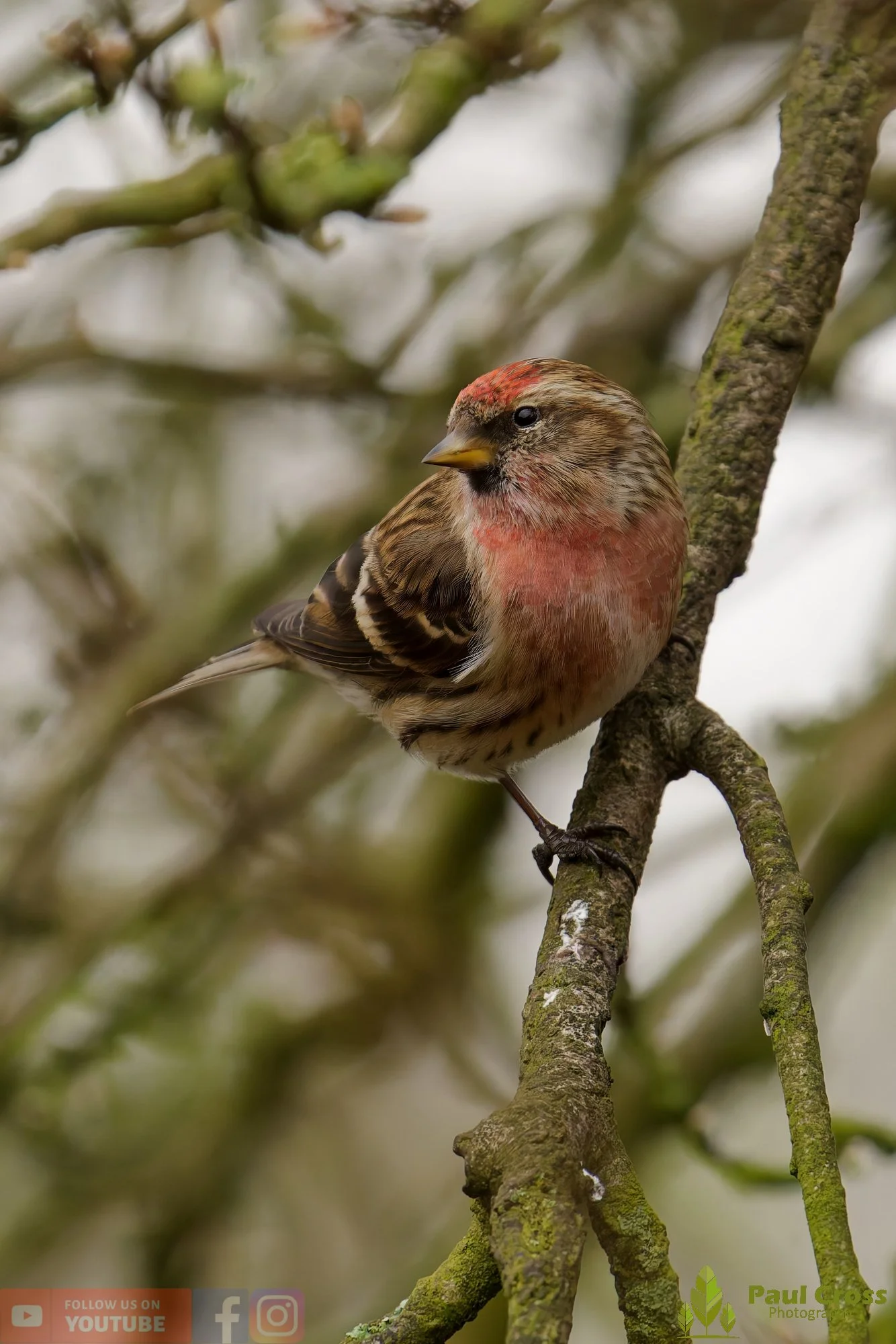 Common Redpoll-00206.jpg