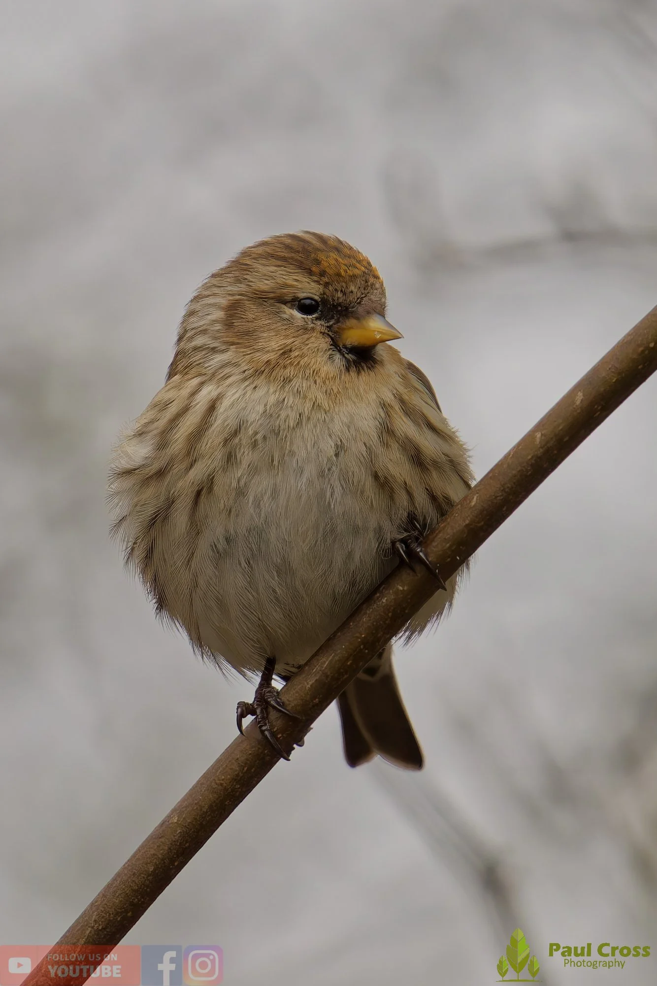 Common Redpoll-00208.jpg