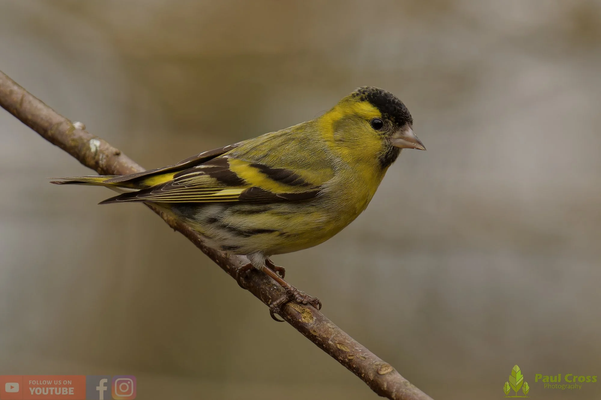 Siskin-00416.jpg