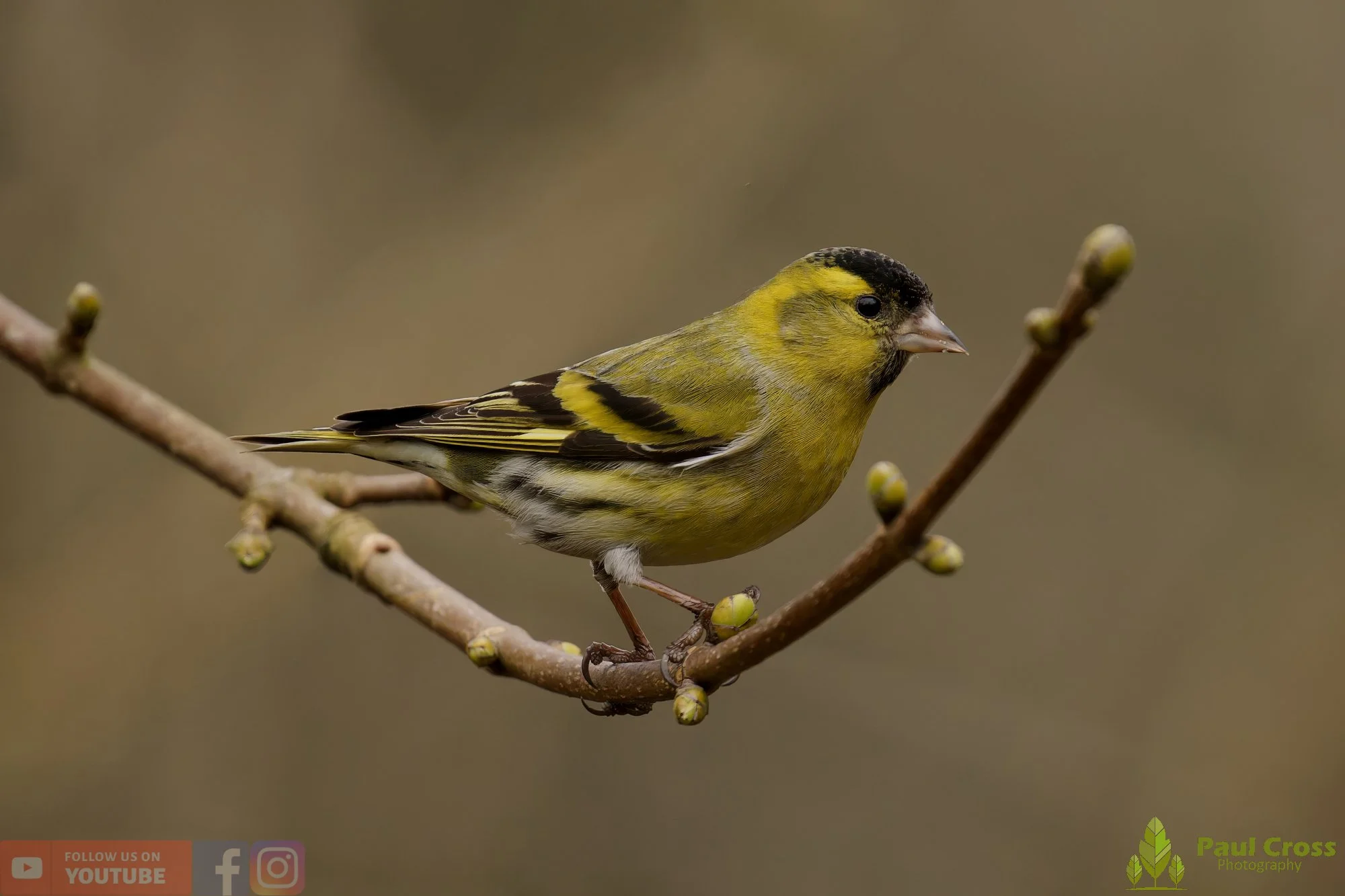 Siskin-00417.jpg