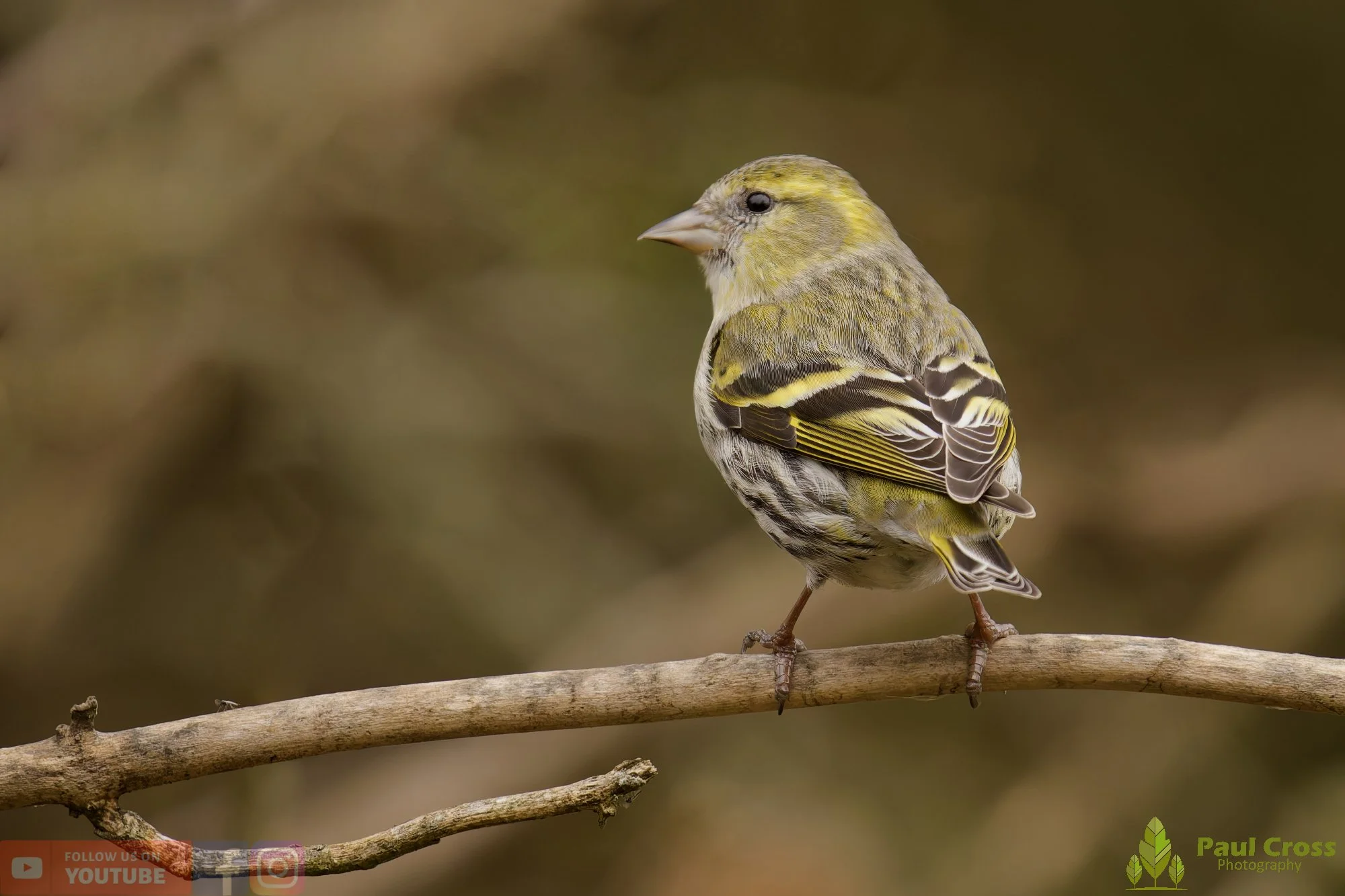 Siskin-00418.jpg