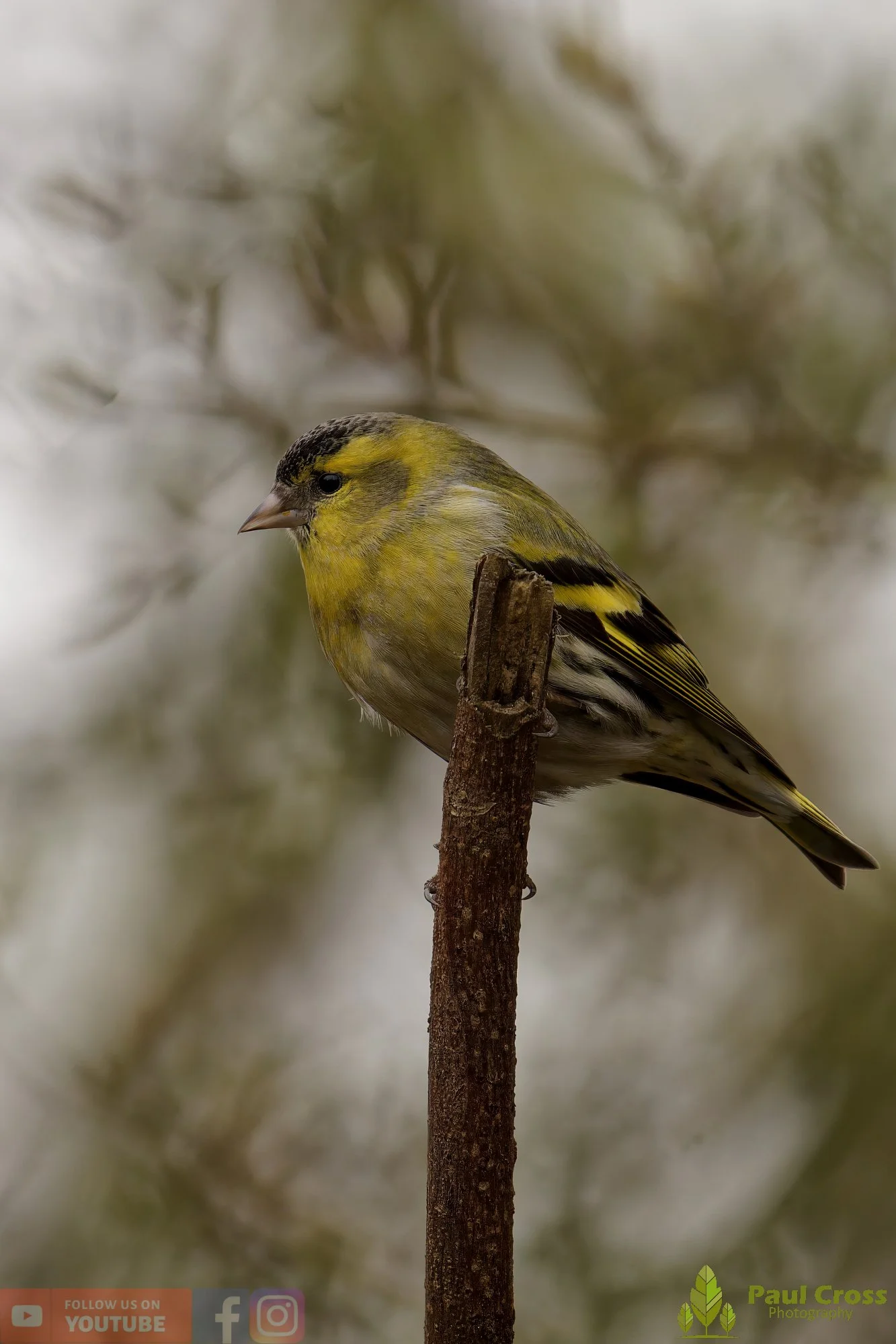 Siskin-00419.jpg