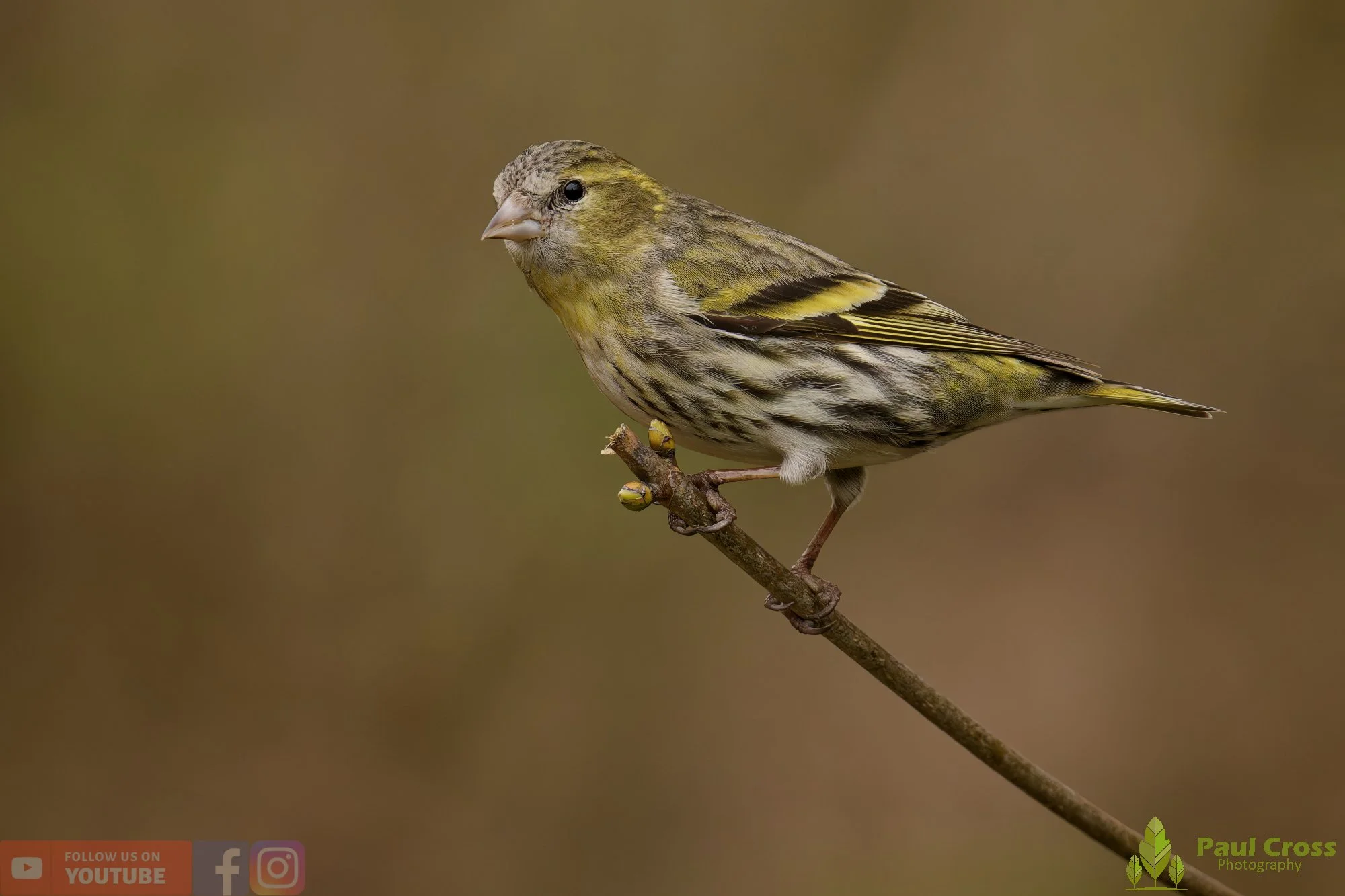 Siskin-00420.jpg