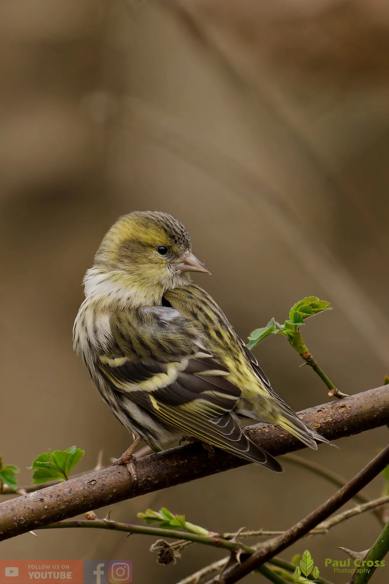 Siskin-00421.jpg