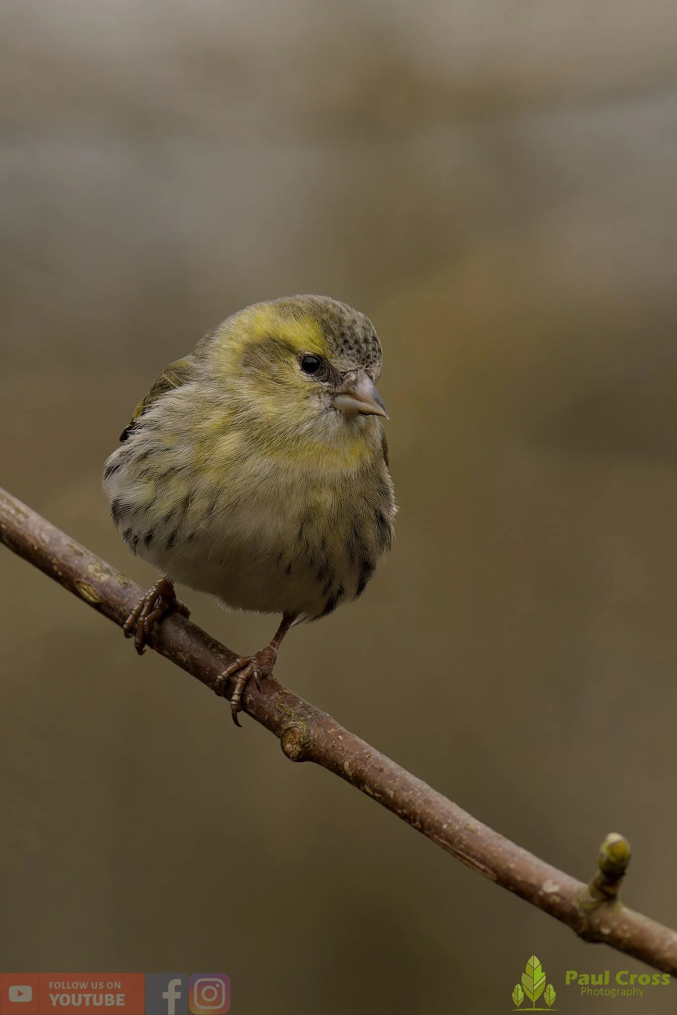 Siskin-00423.jpg